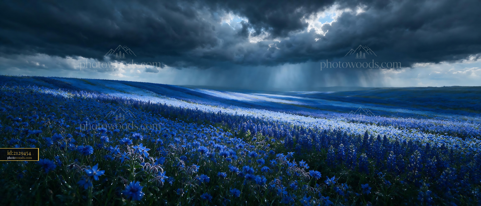 Bluebell Flowers Under Cloudy Sky in a Vast Meadow Landscape