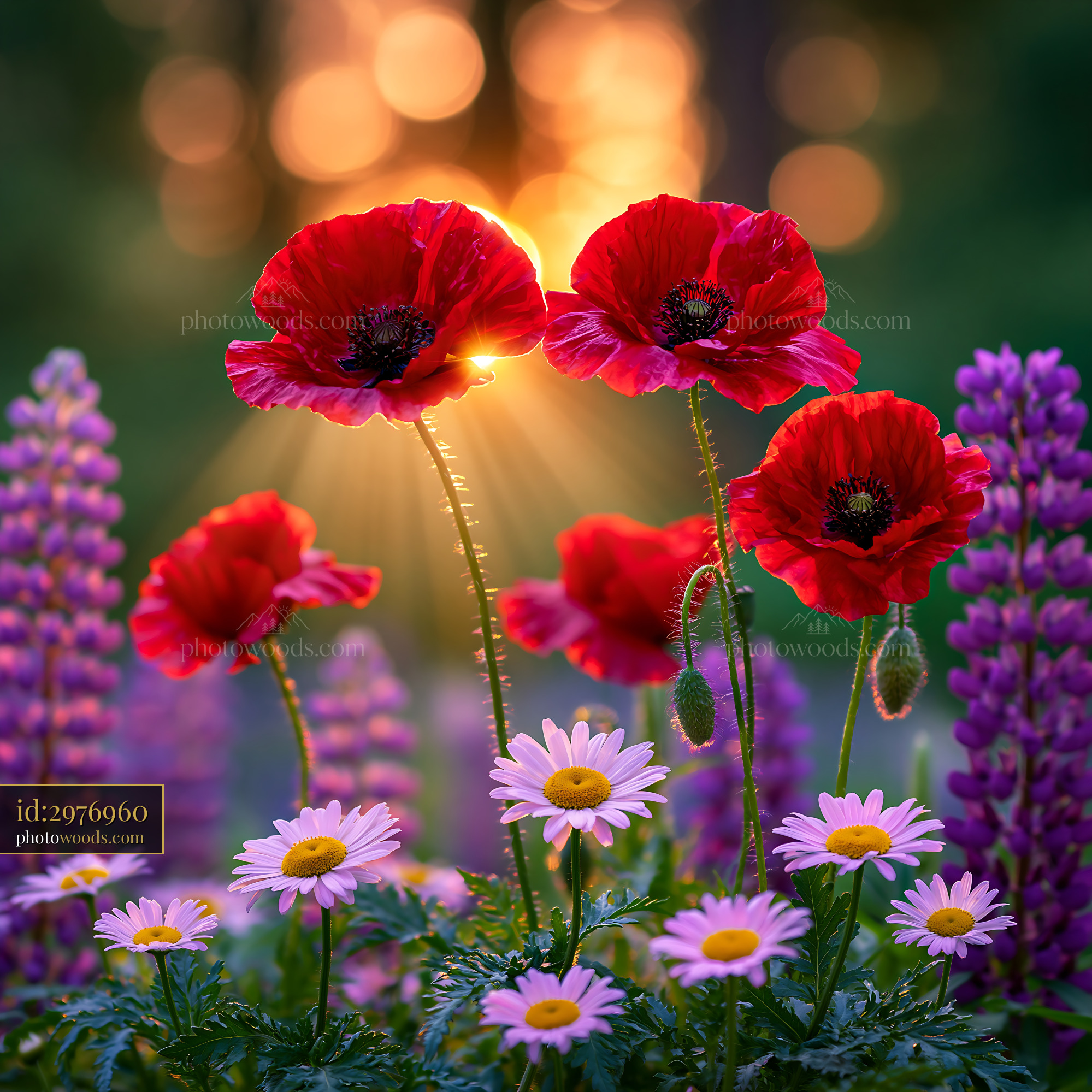 Red Poppies Bloom With Purple Flowers at Sunset in the Garden