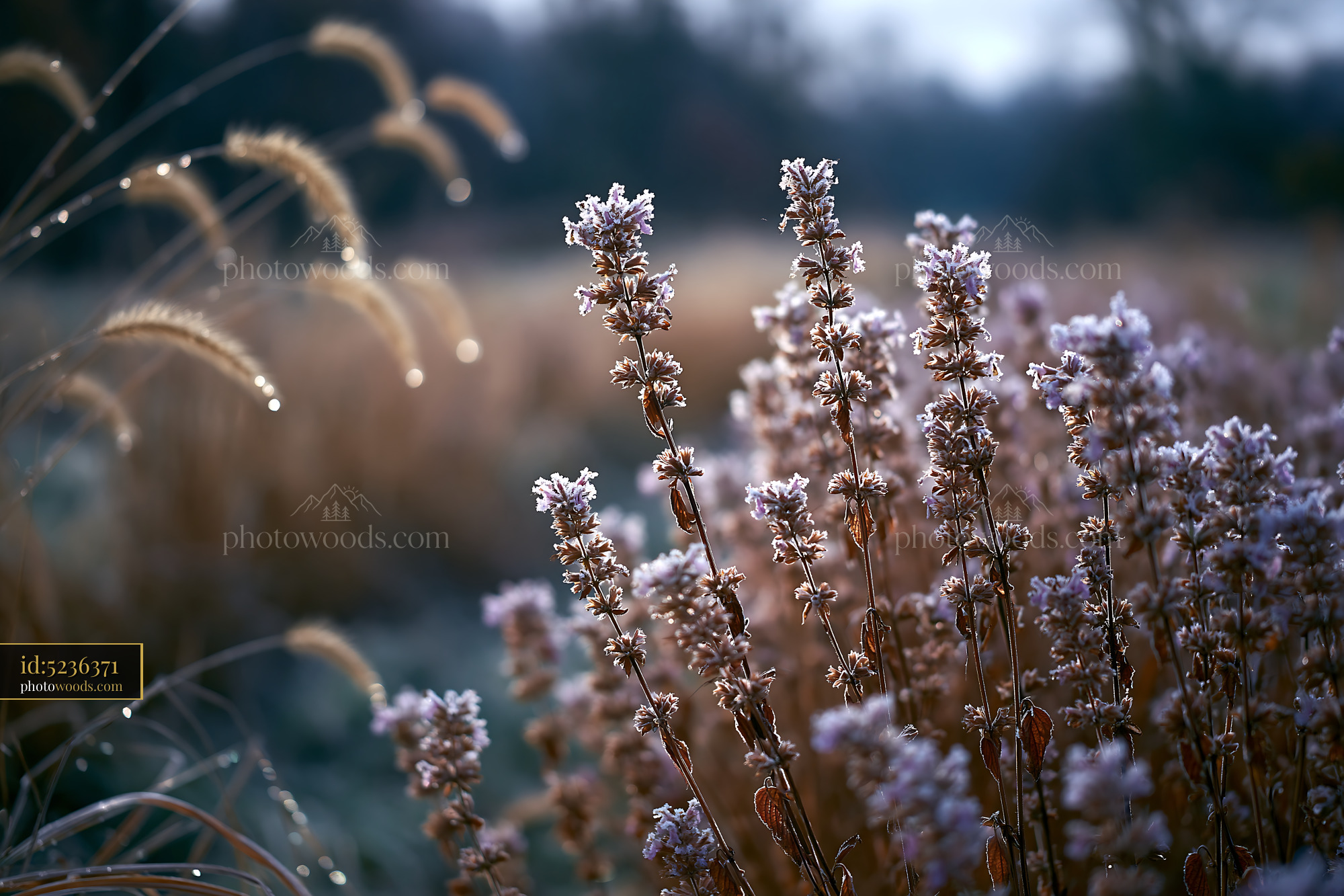 Meadow Sage Flowers With Morning Dew in a Sunlit Meadow
