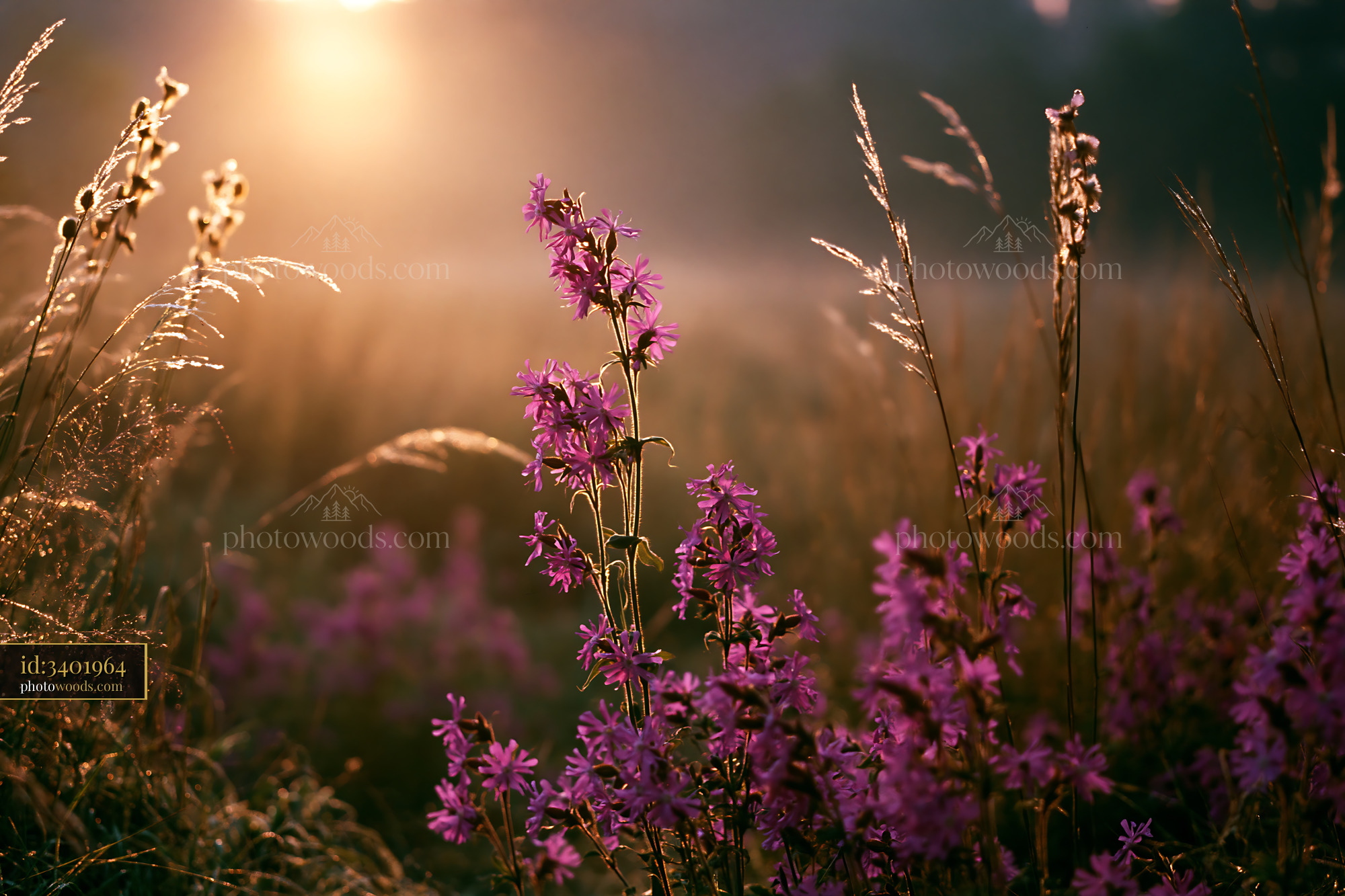 California Poppy Blooming With Sunlight in Meadow at Golden Hour