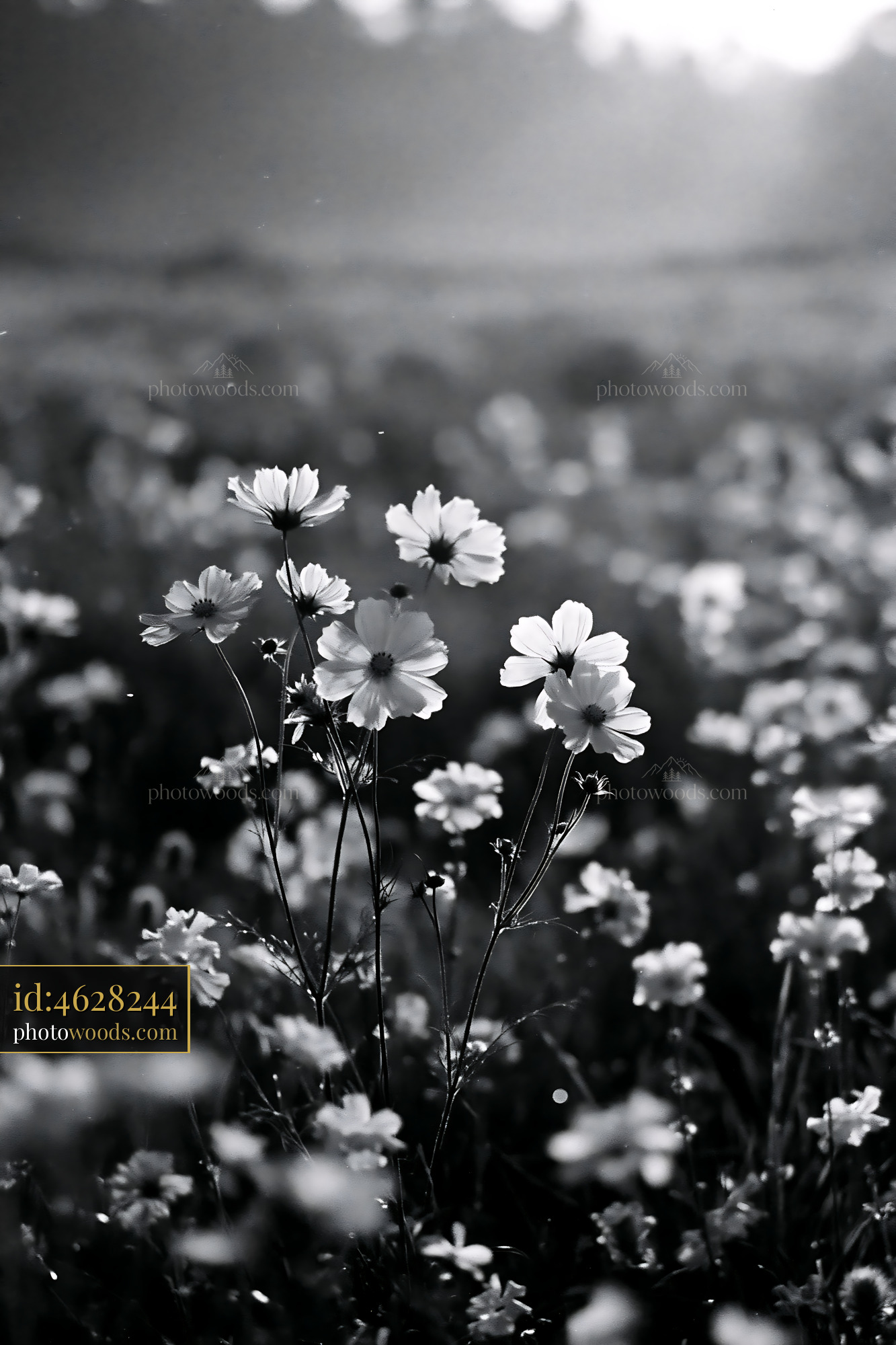 Wildflowers Blooming in a Field at Golden Hour