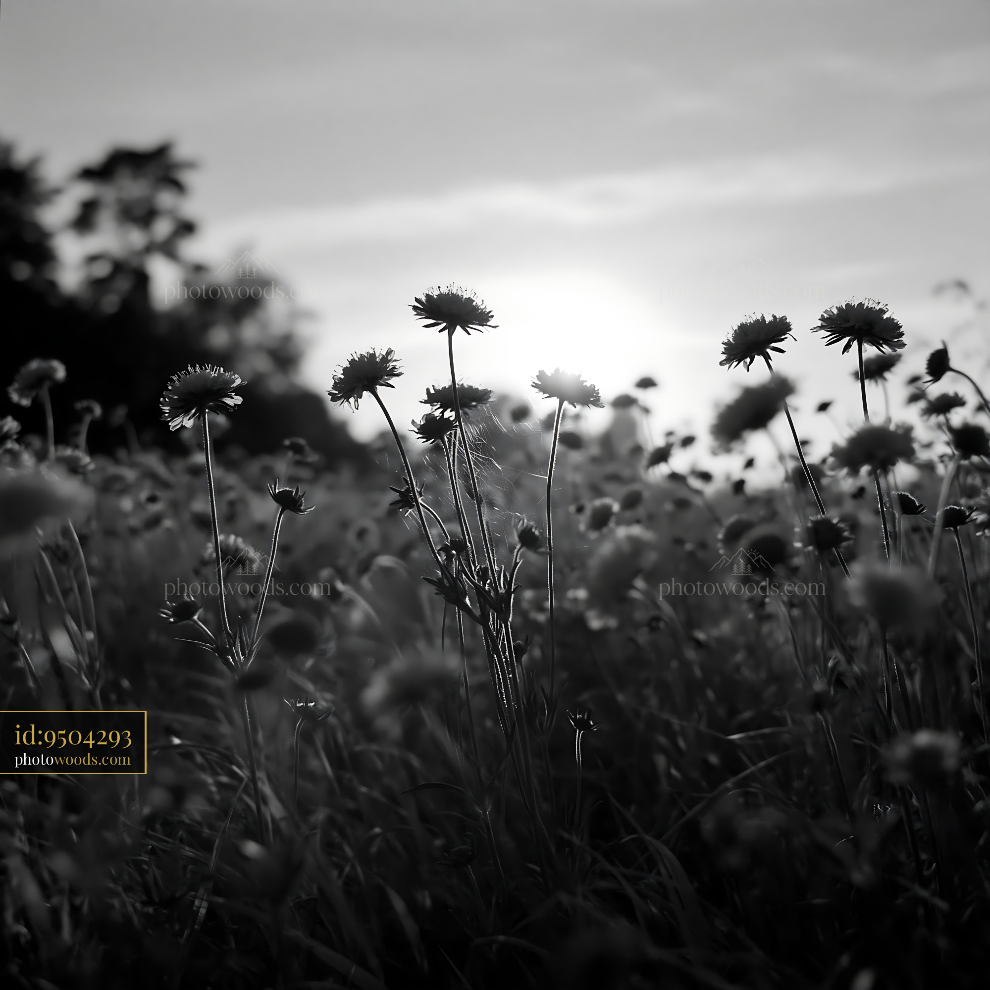 Cowslip Flowers in a Meadow at Sunset