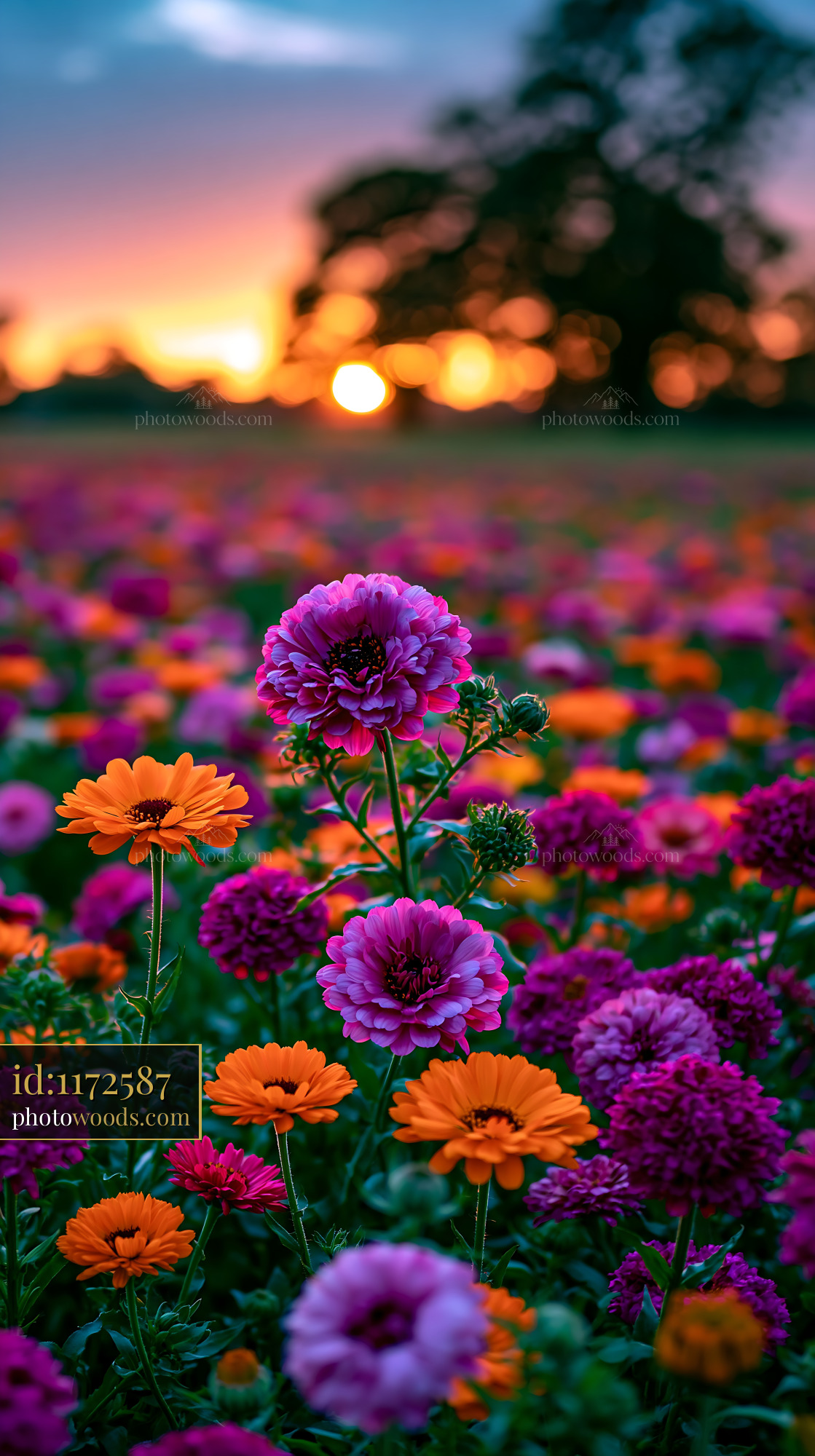 Flowers Bloom in Colorful Garden During Sunset With Vibrant Colors