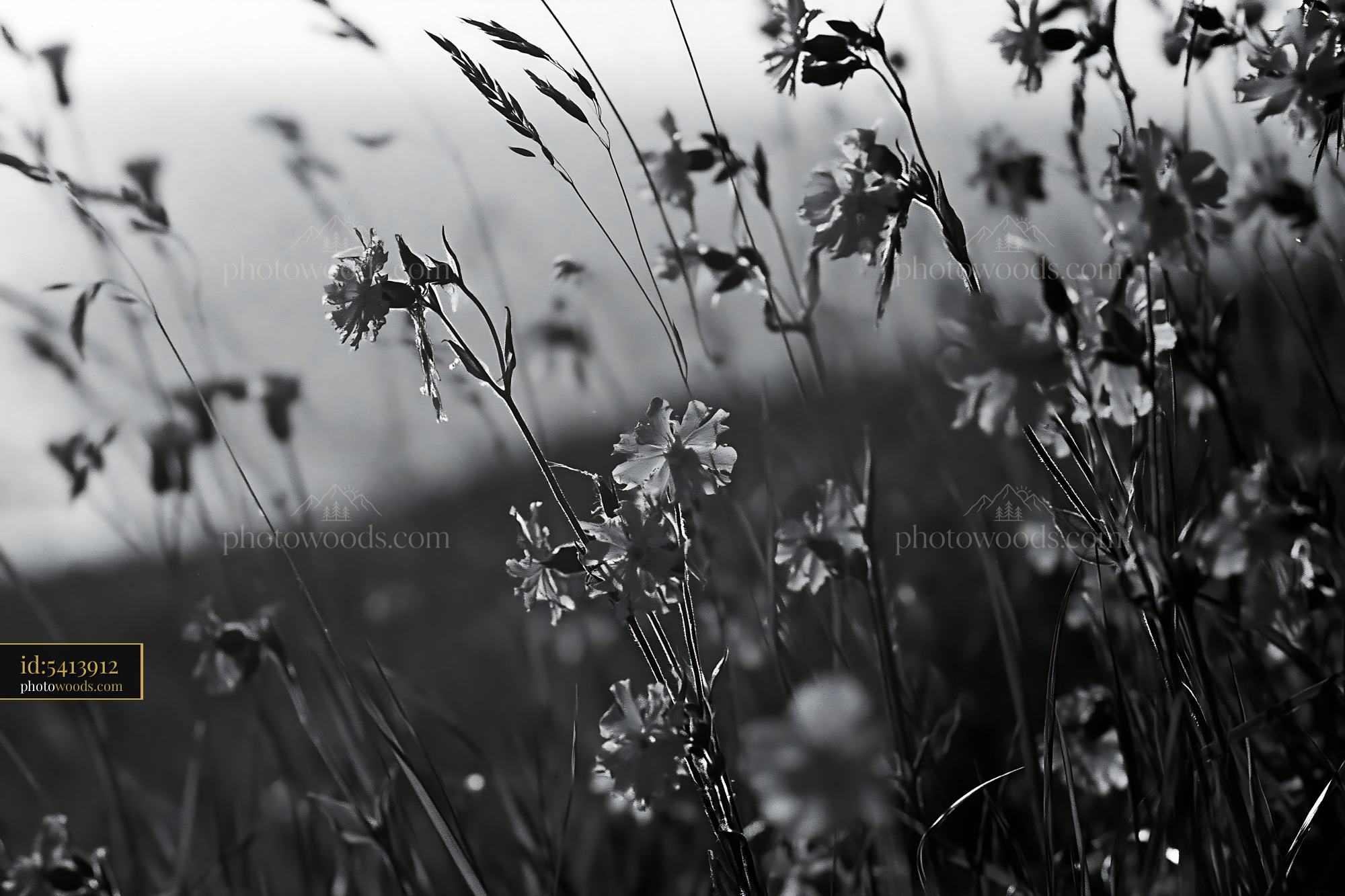 Ragged Robin Flowers in an Alpine Meadow During Springtime