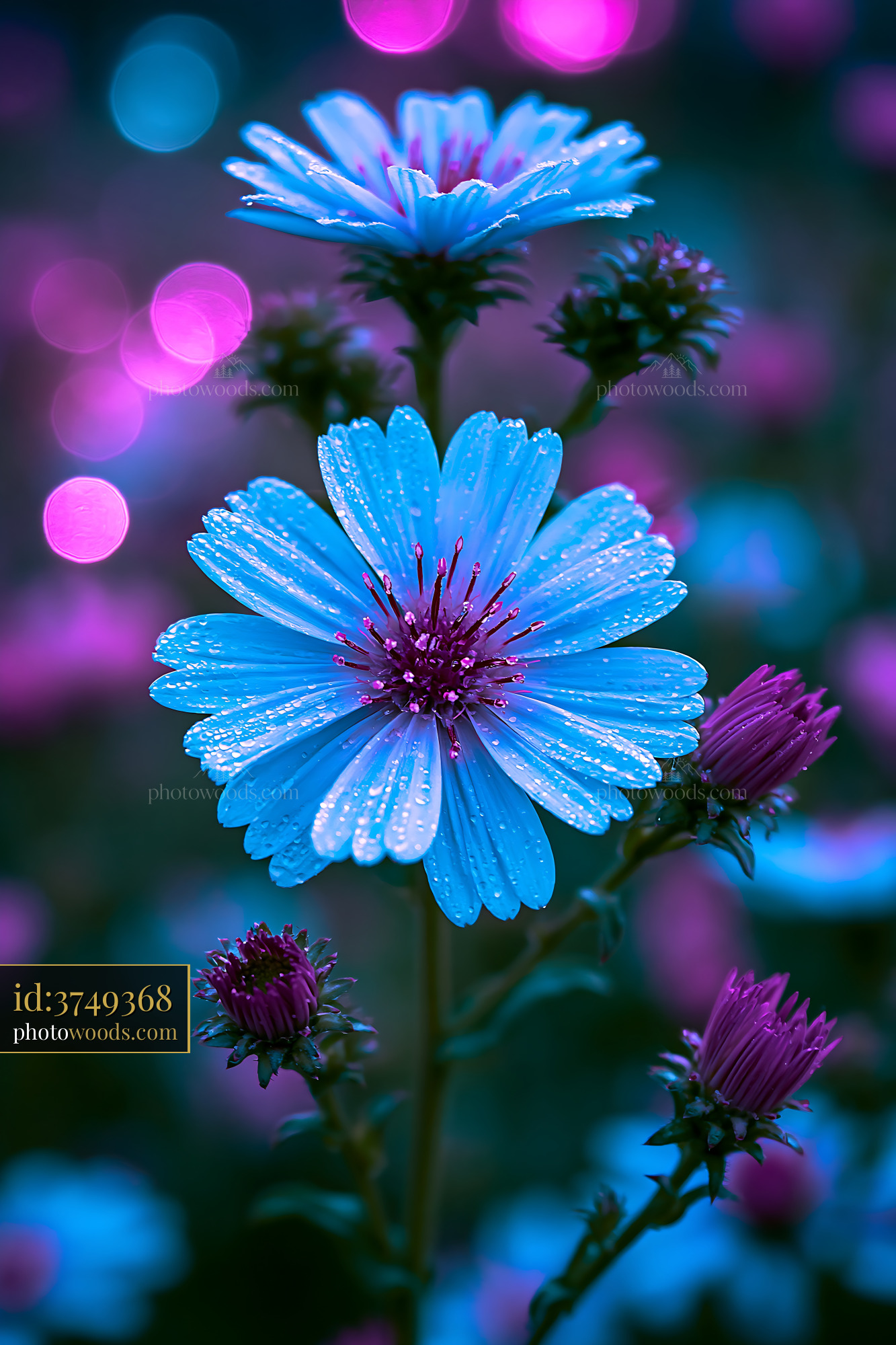 Blue Flower Stands Among Purple Flowers With Water Droplets