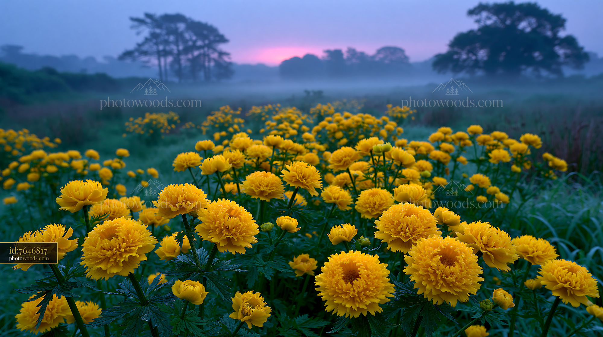 Globeflowers in Bloom at Dawn in a Wet Meadow