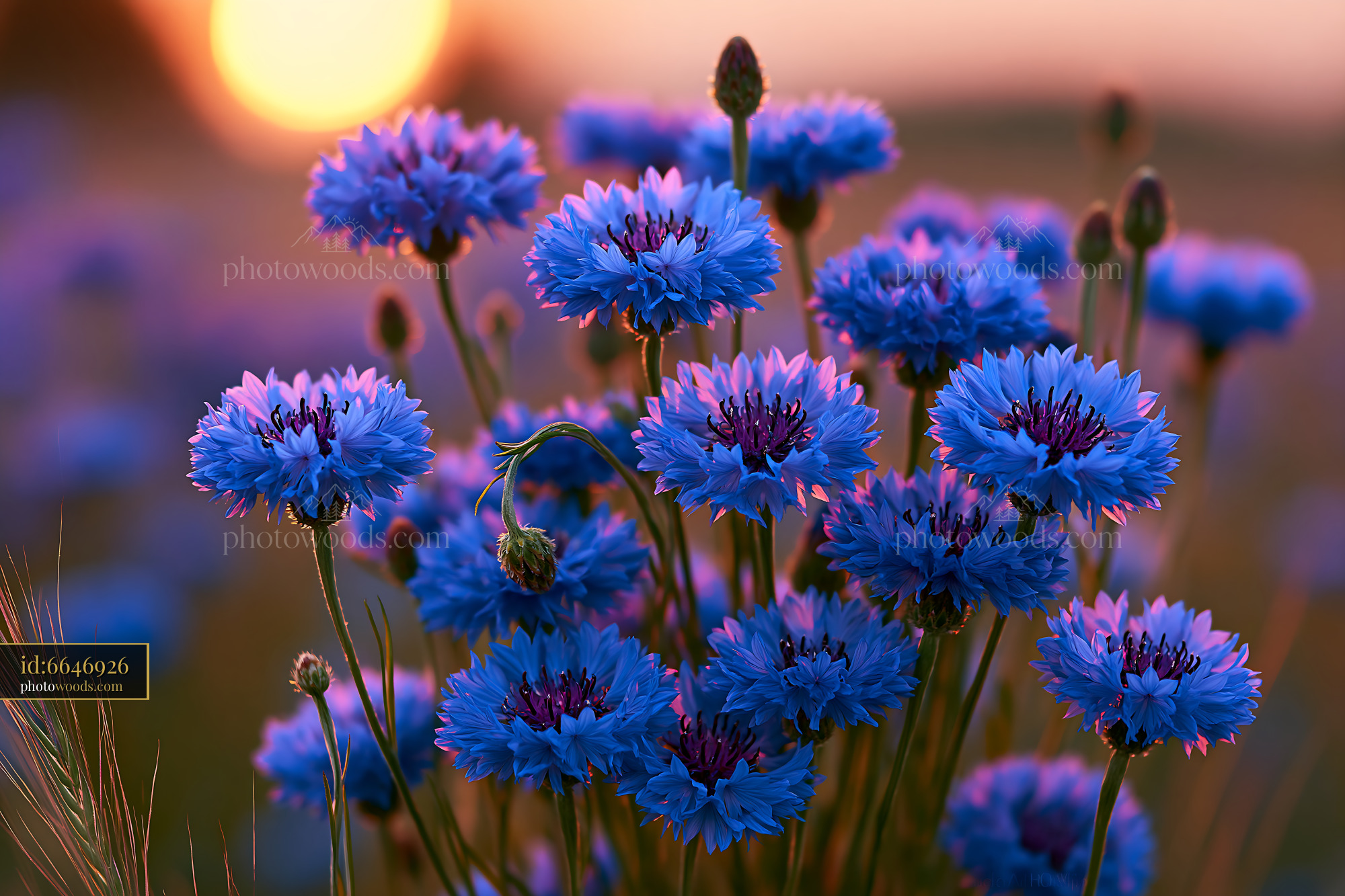 Blue Flowers Bloom at Sunset in a Field