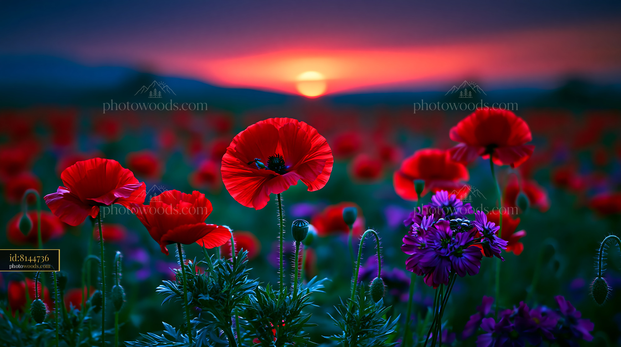 Poppies Bloom Under Sunset Sky in Vibrant Landscape