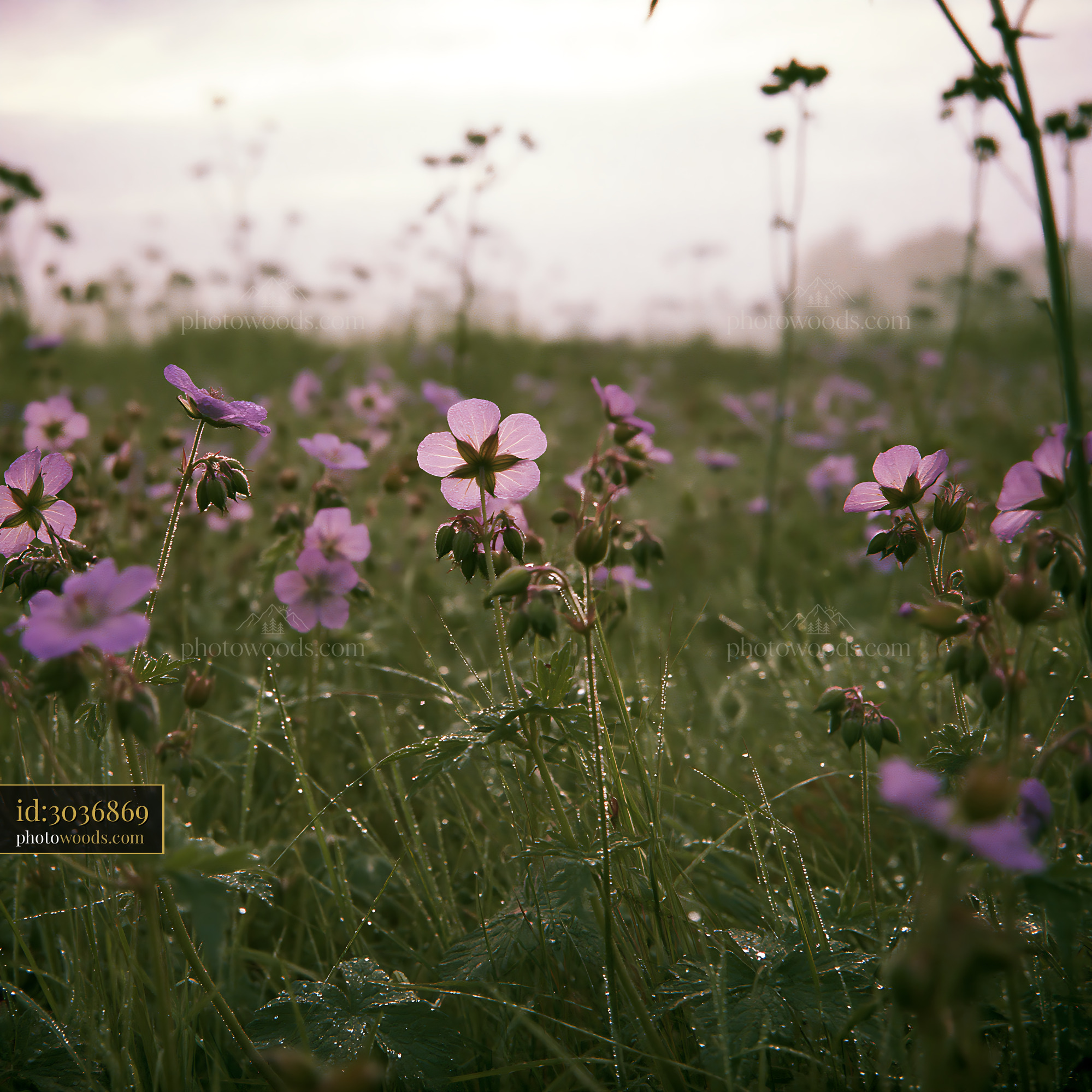 Cranesbill Wildflowers in Meadow During Golden Hour