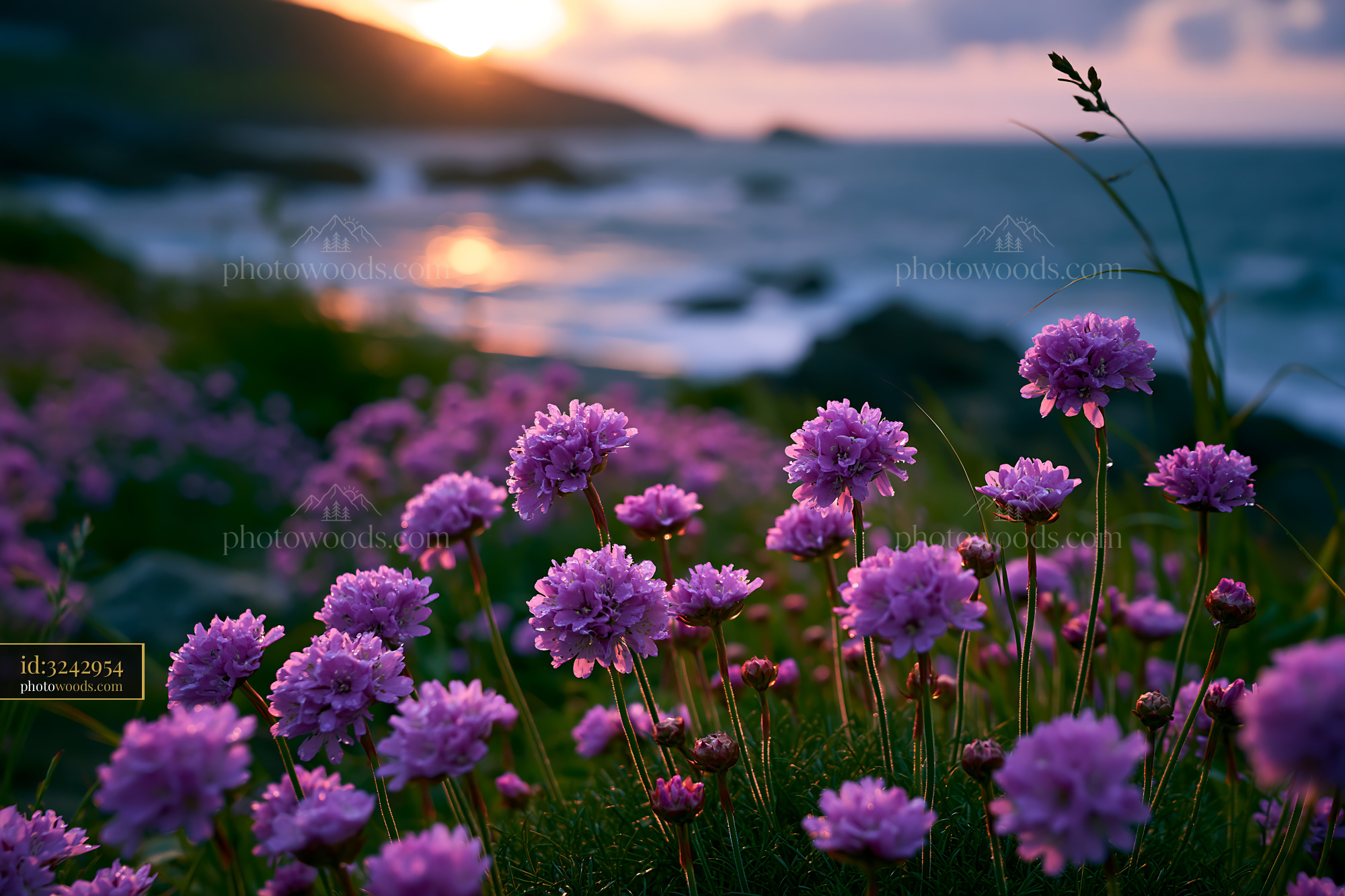 Purple Flowers Bloom on a Beach During Sunset by the Ocean