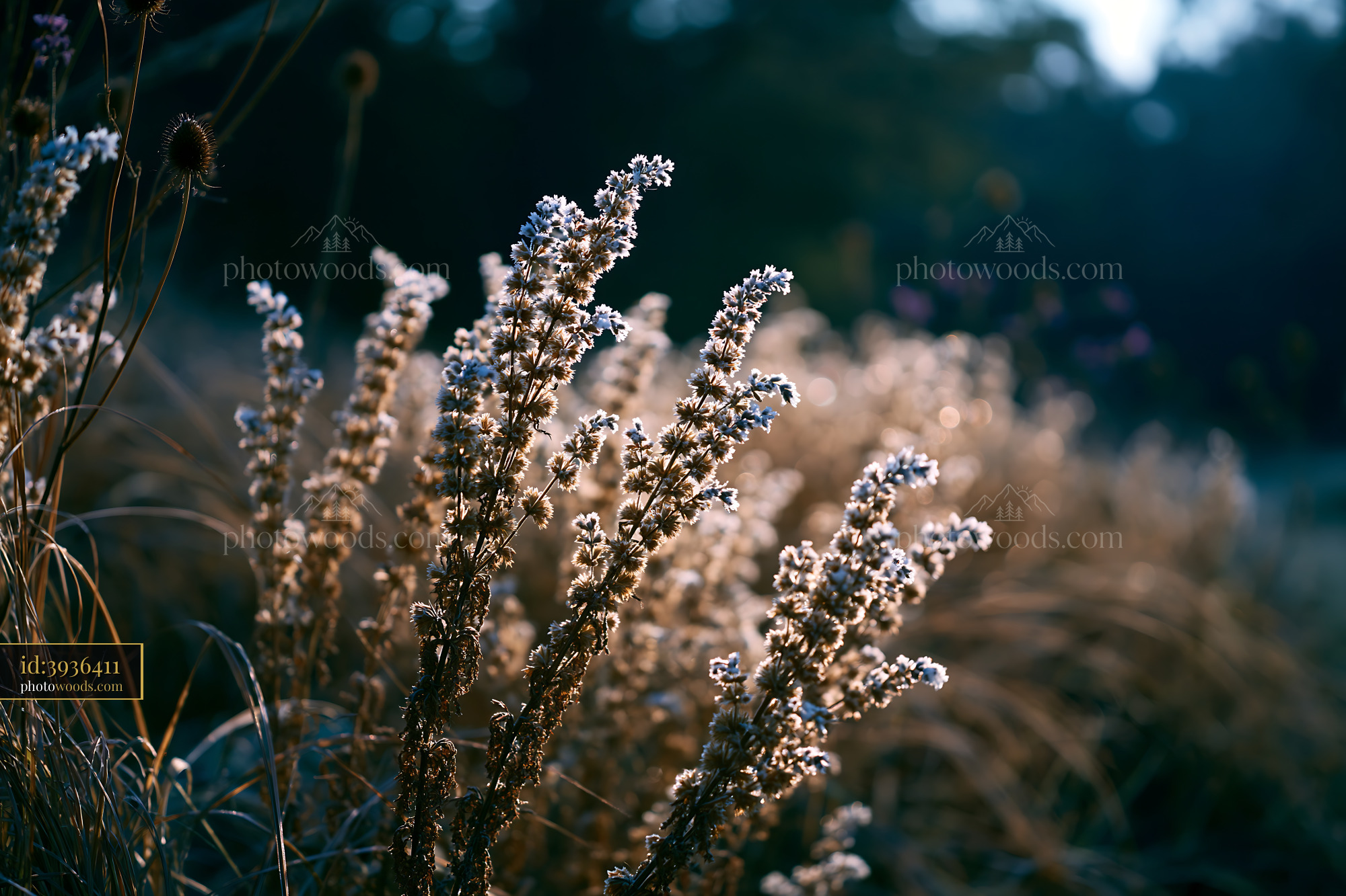 Meadow Sage Blooming in Soft Light During Golden Hour