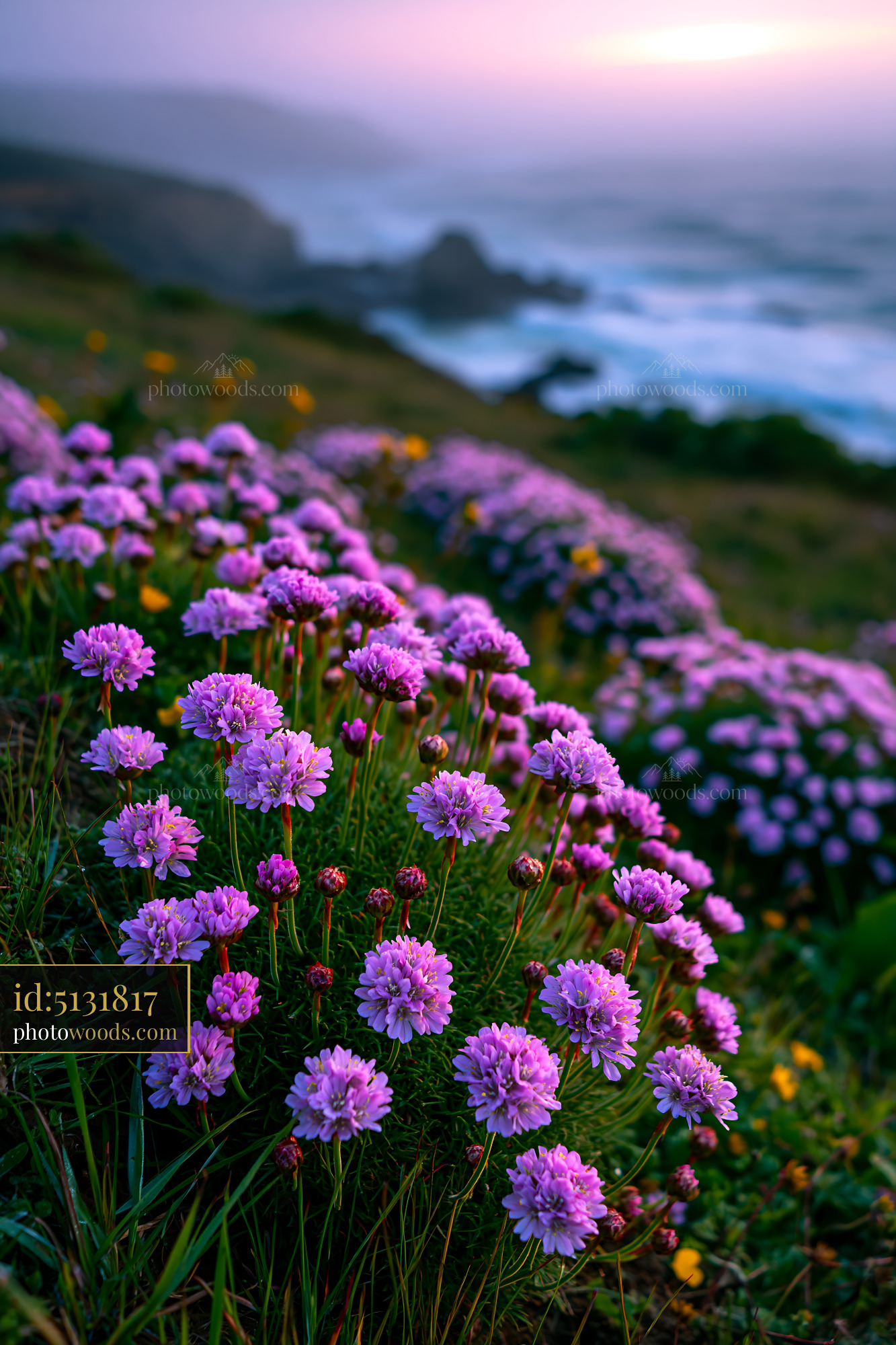 Purple Flowers Bloom Along the Coastal Cliffs at Sunset