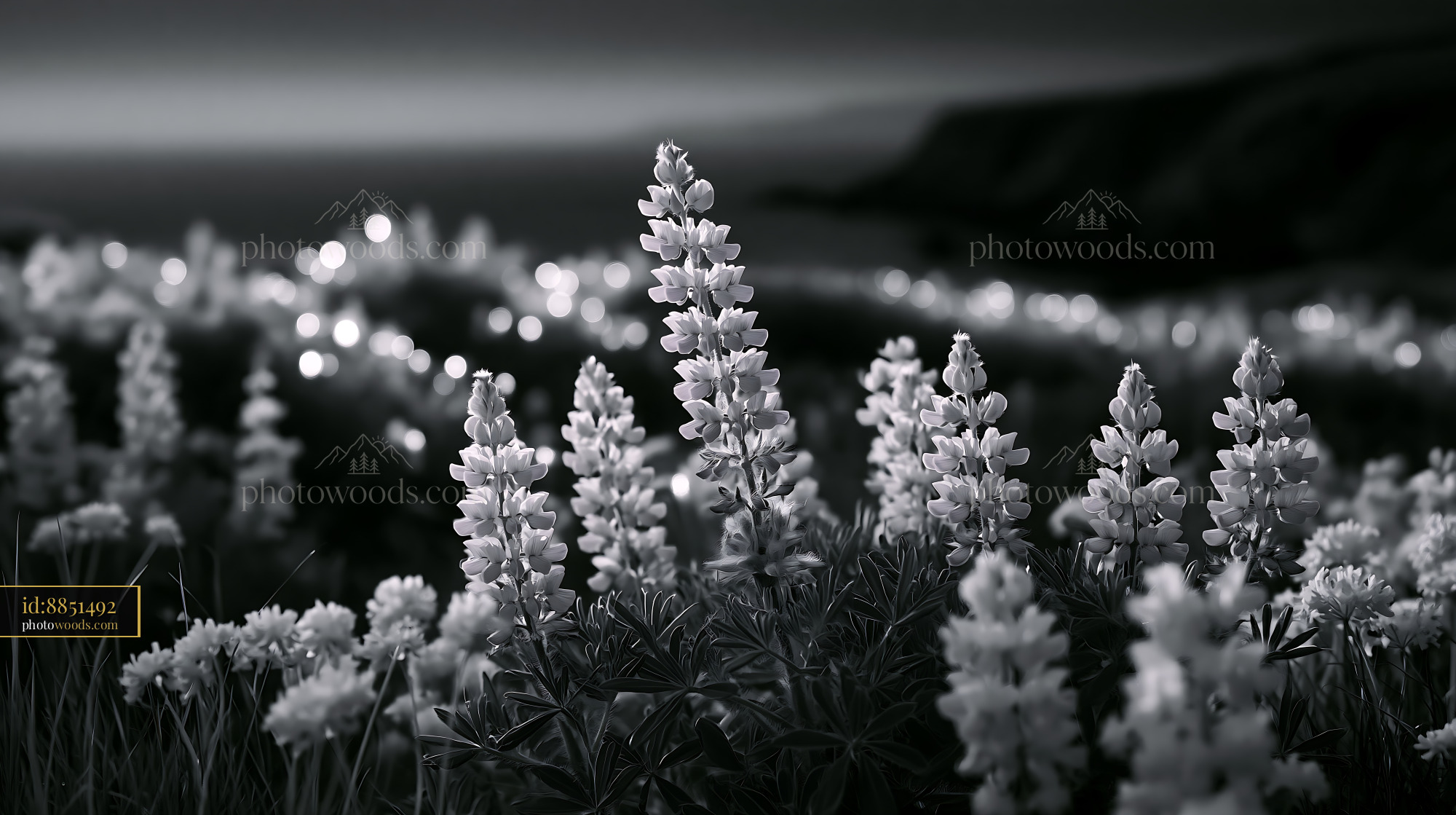 Lupine Blooming in an Alpine Meadow by the Sea