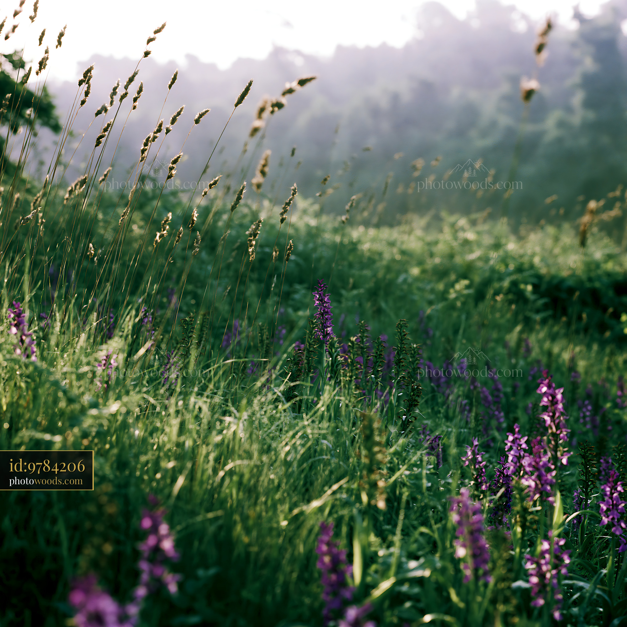 Purple Wildflowers in a Misty Meadow During Spring