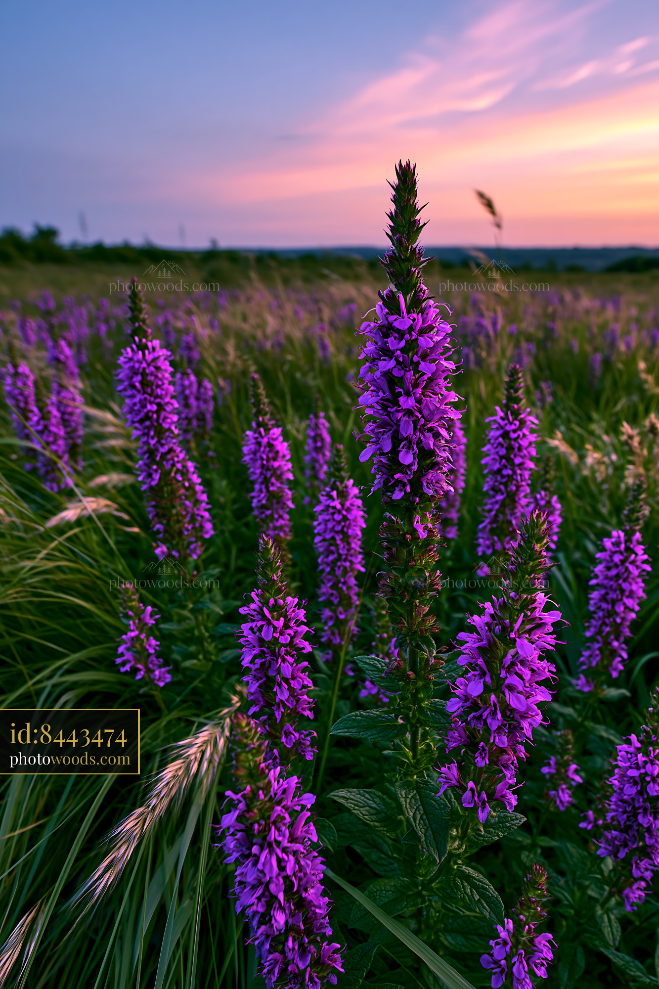 Meadow Sage Wildflowers Blooming at Sunset