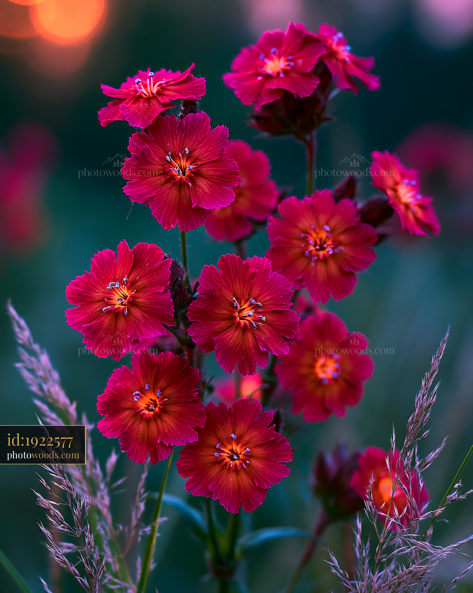 Flowers Bloom Together in a Garden Near Soft Grass at Sunset