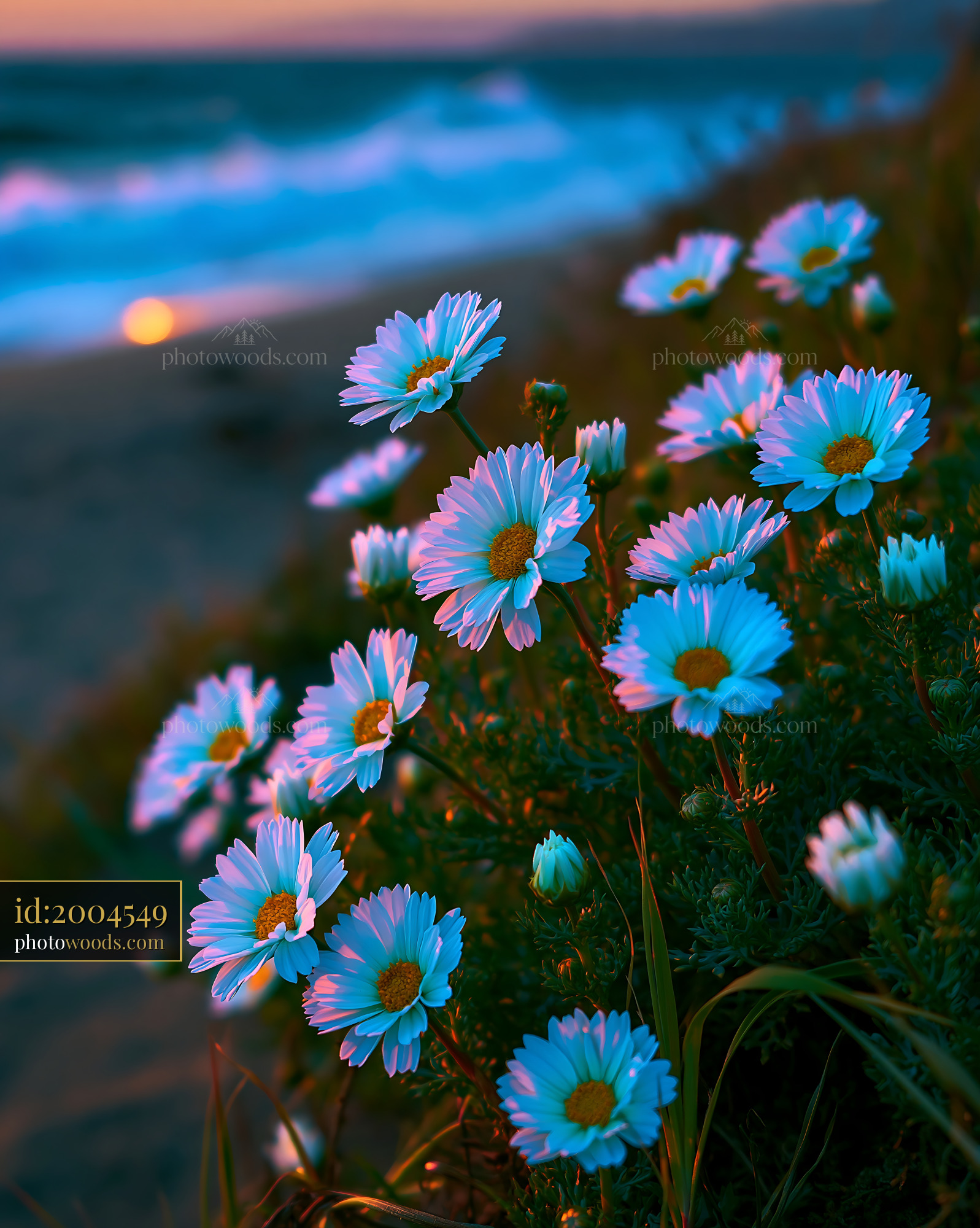 Daisies Bloom Along the Beach at Sunset With Ocean Waves