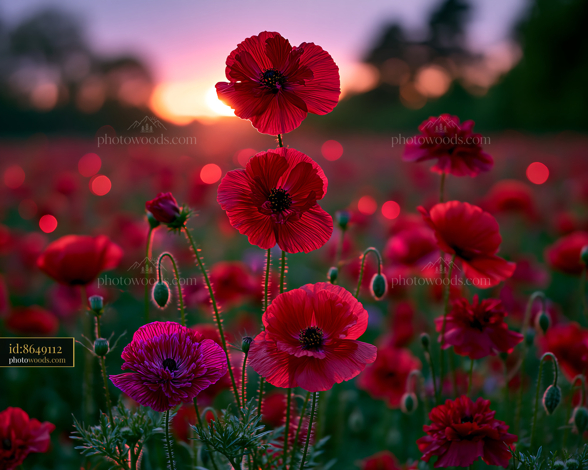Poppies Bloom in a Bright Field During Sunset