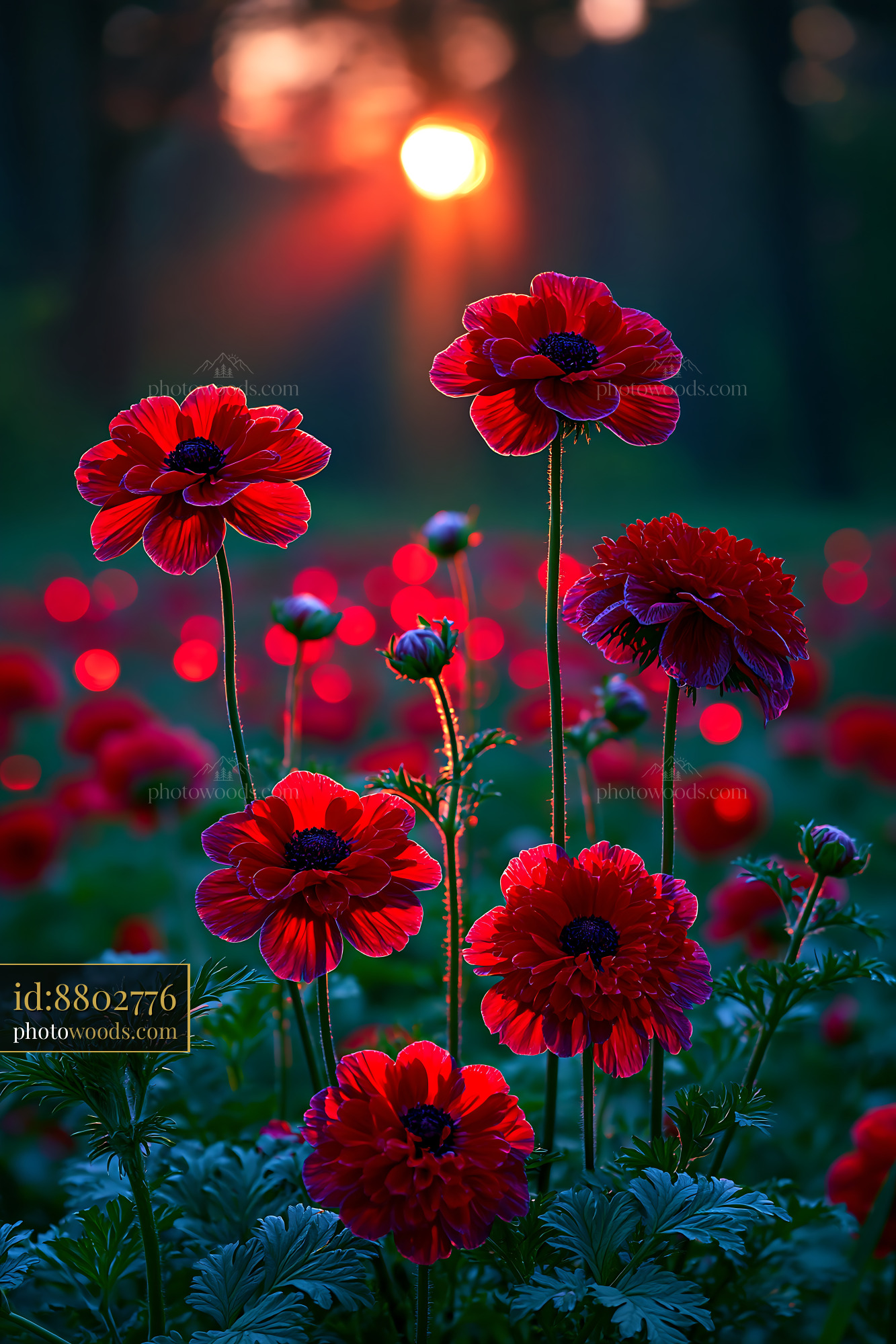 Red Flowers Bloom in Garden at Sunset Creating Soft Light