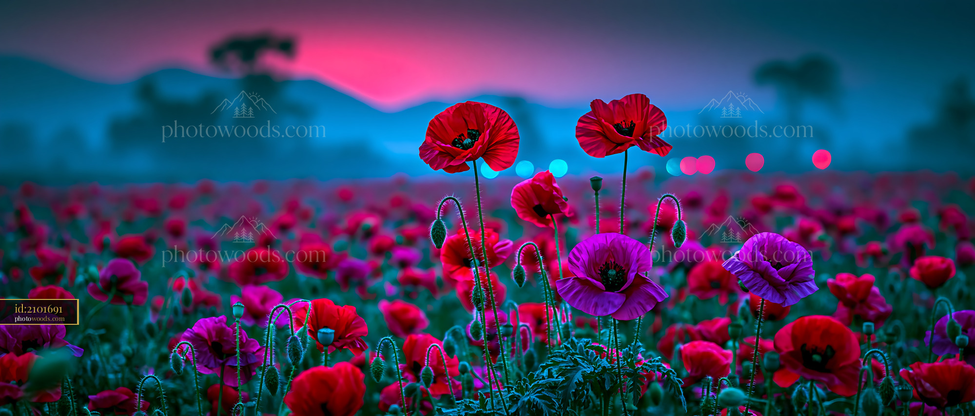 Poppies Bloom in a Field as Colors Shift During Sunset