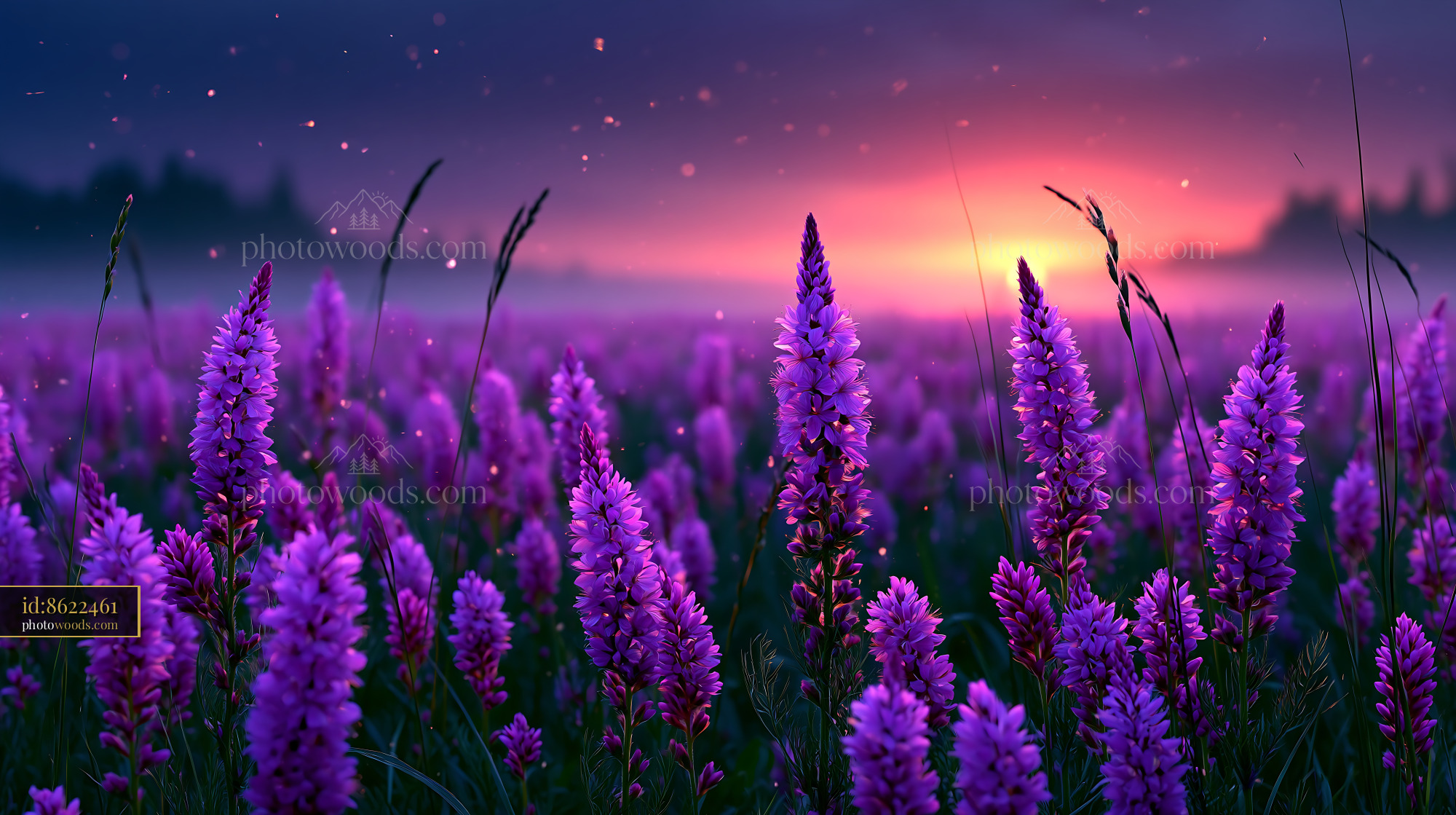 Purple Flowers Bloom in a Field During Sunset