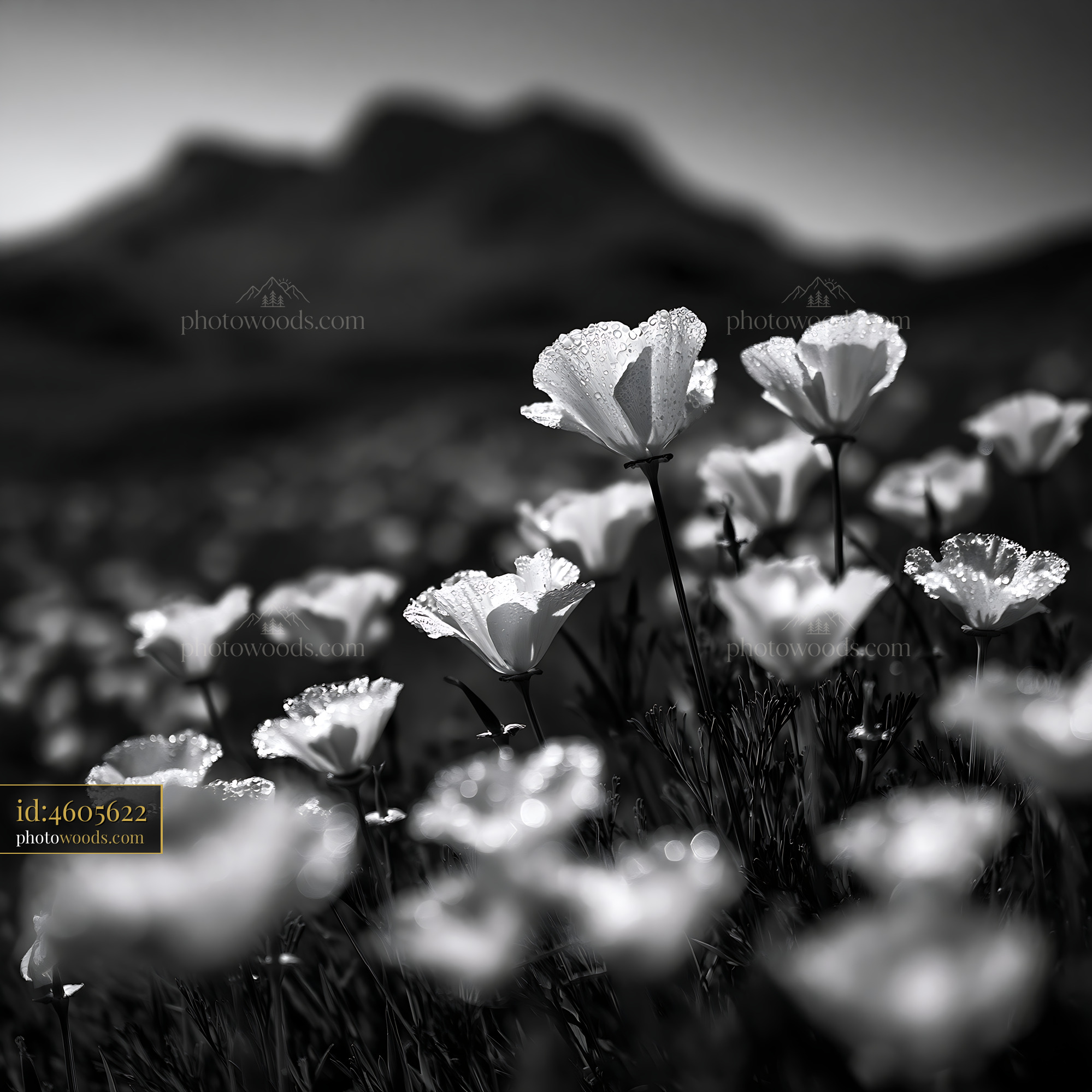 California Poppy, Eschscholzia Californica, in Mountain Meadow