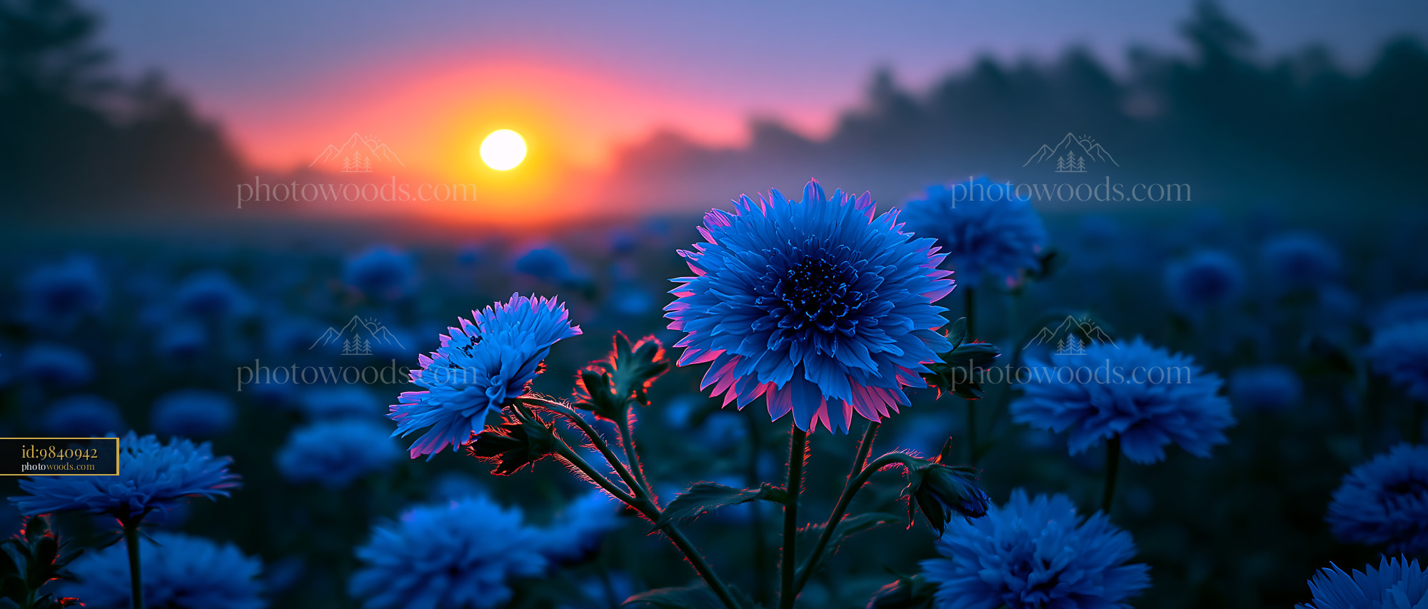 Blue Flowers Bloom Under Sunrise in a Field With Fog