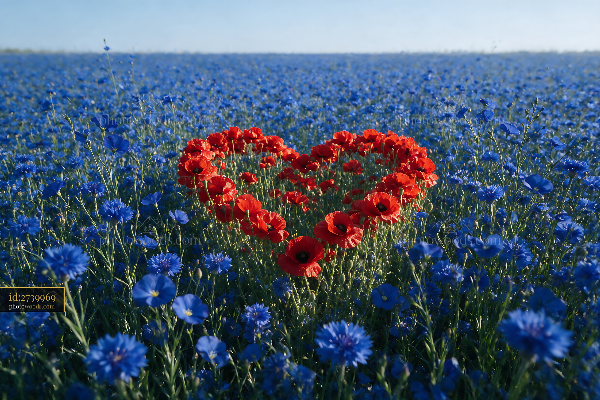 Red Poppies and Blue Cornflowers in Heart Shape on Field