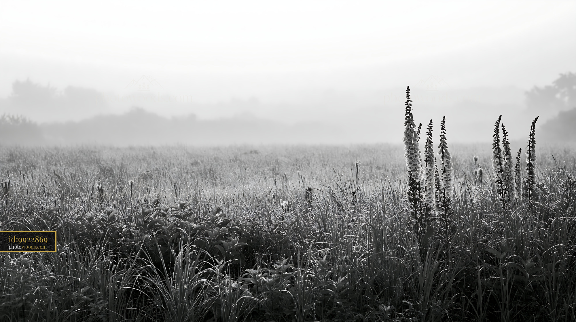 Foxglove Wildflowers in Misty Meadow at Dawn