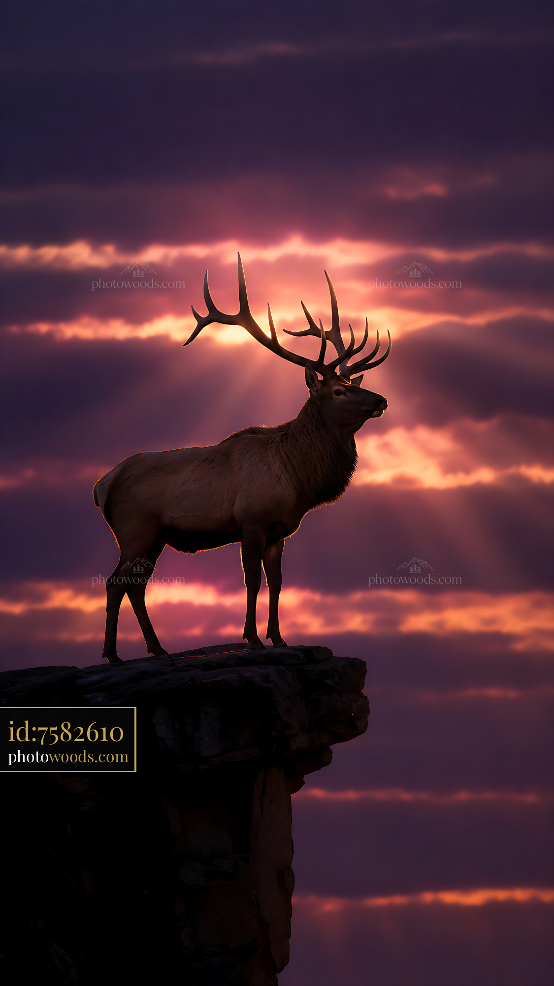 Elk Stands on a Rock Edge Against a Colorful Sunset Background