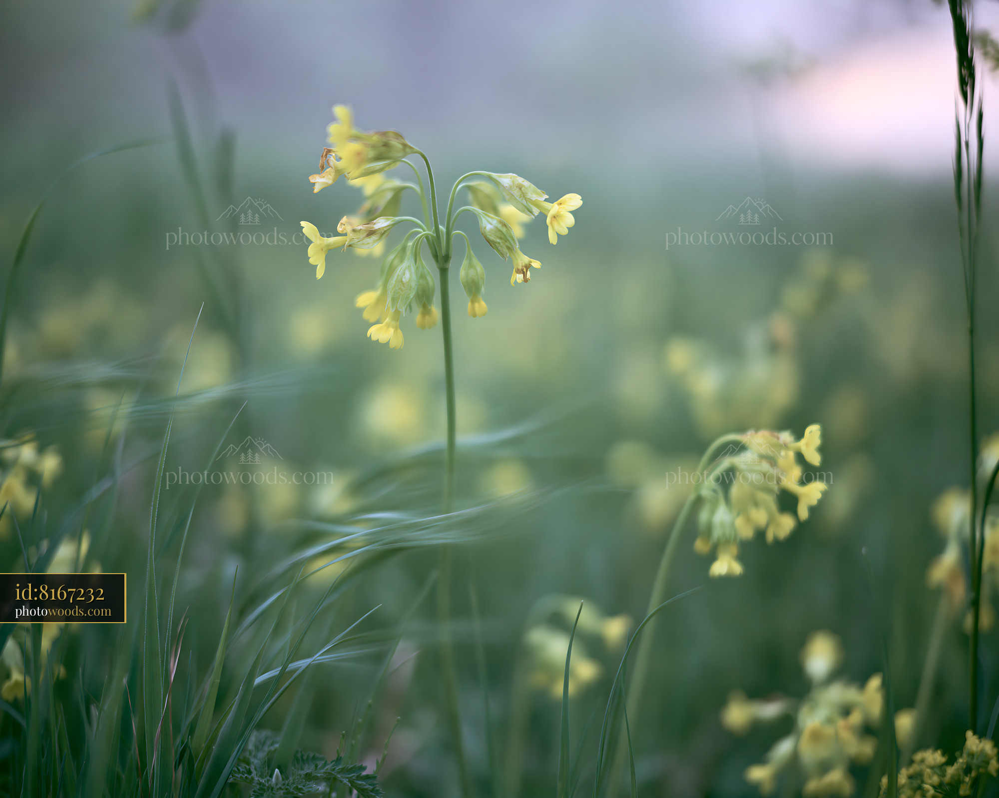 Cowslip Wildflowers Blooming in a Meadow at Golden Hour