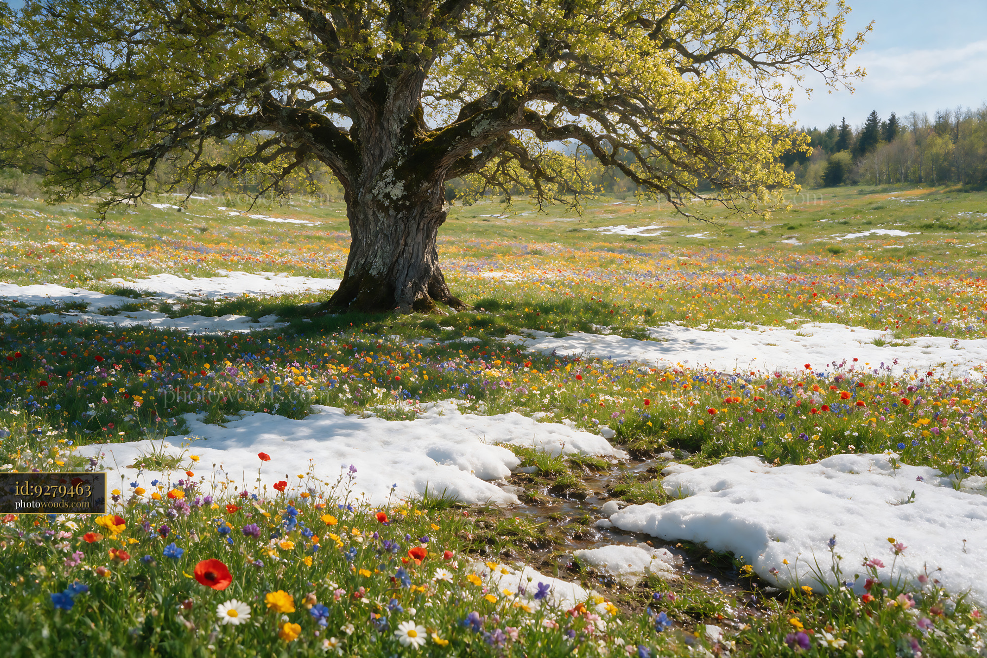 Wildflowers Under a Tree in a Spring Meadow With Snow