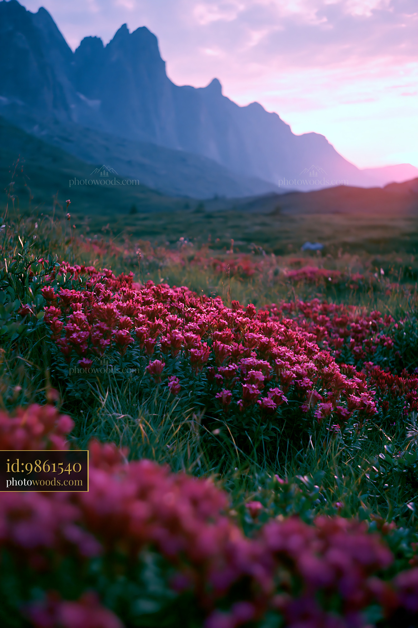 Pink Alpine Flowers Blooming in Mountain Meadow During Sunset