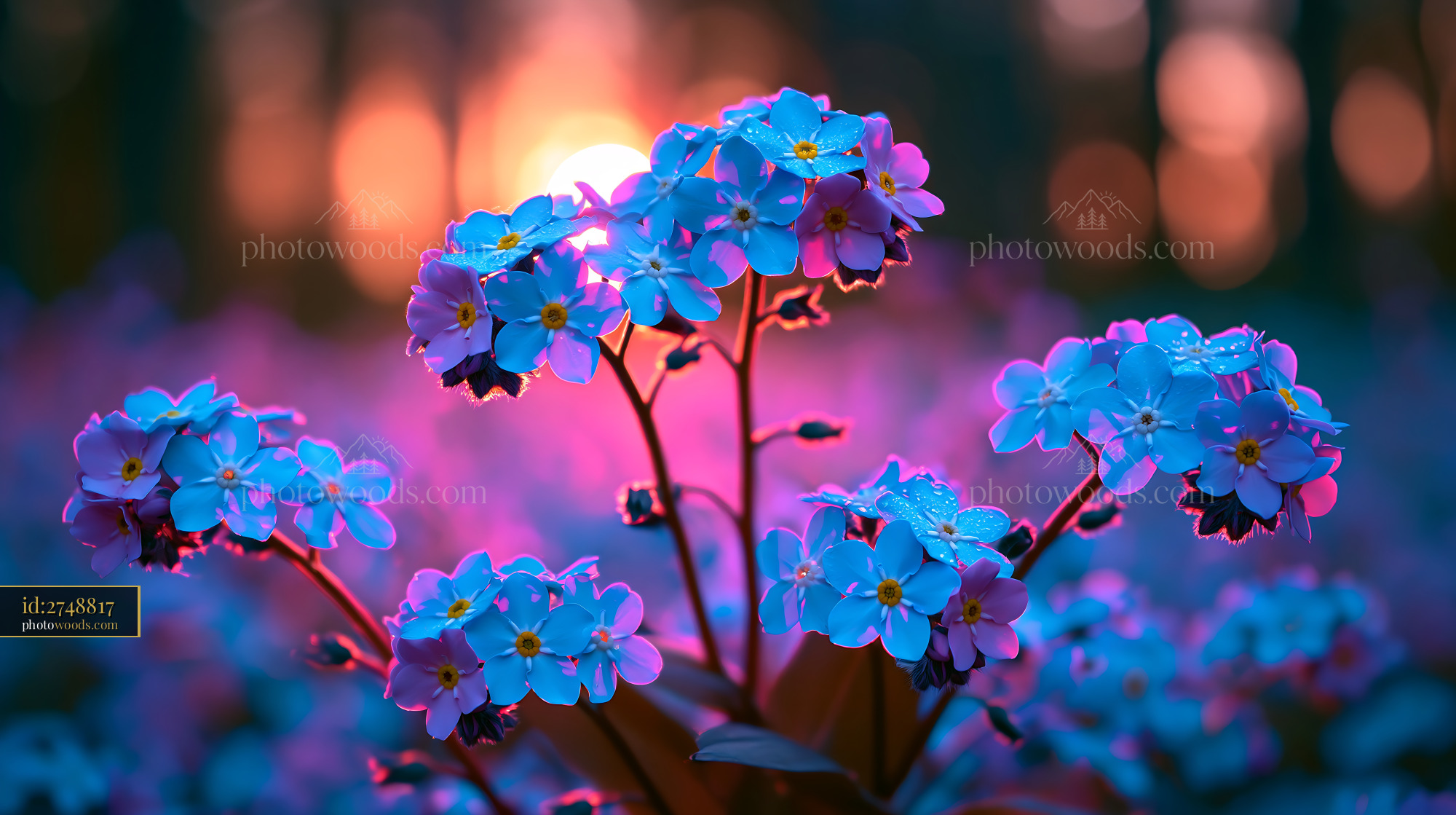 Flowers Bloom at Sunset in a Colorful Forest Setting