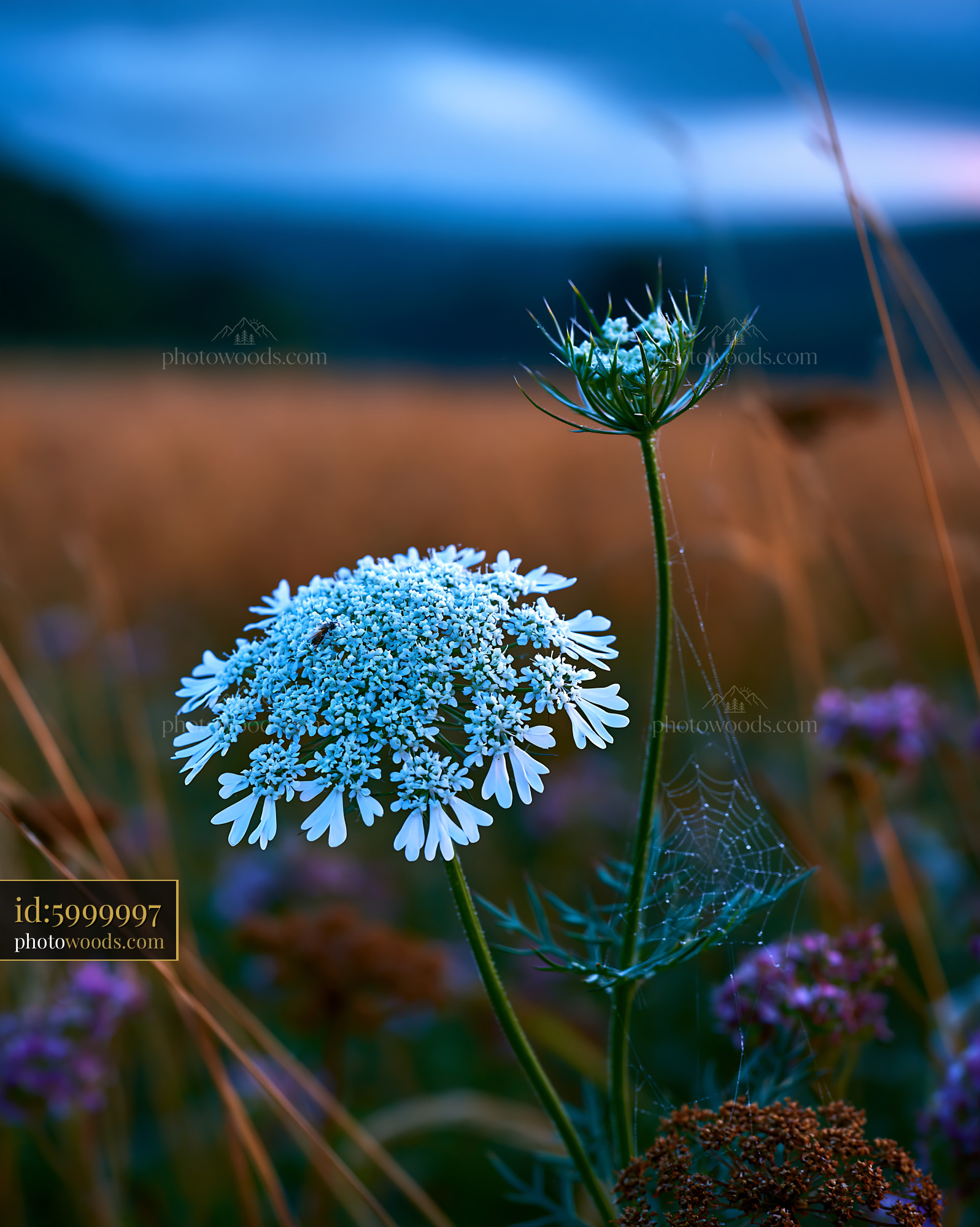 Cow Parsley Wildflower in Meadow During Twilight