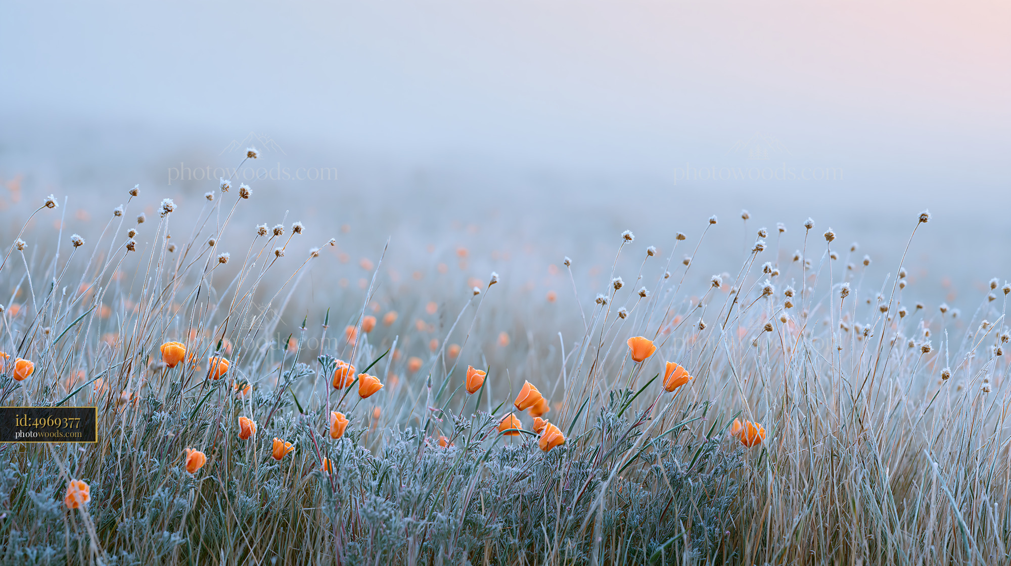 California Poppy Flowers Blooming in a Misty Meadow