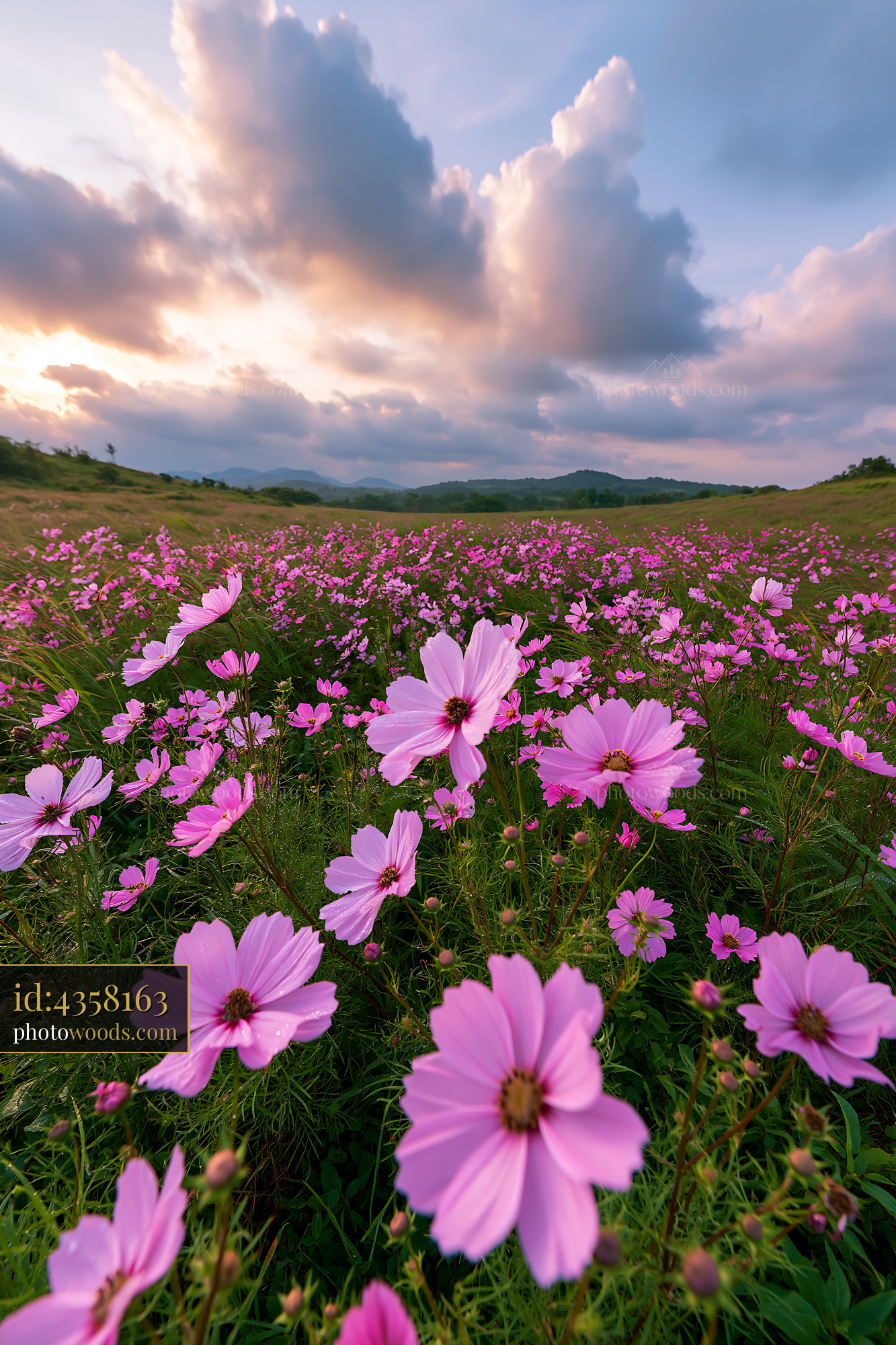 Cosmos Flowers Blooming in an Alpine Meadow Under Soft Light