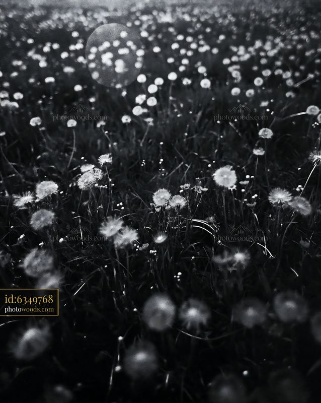 Dandelion Wildflowers Blooming in a Meadow During Spring