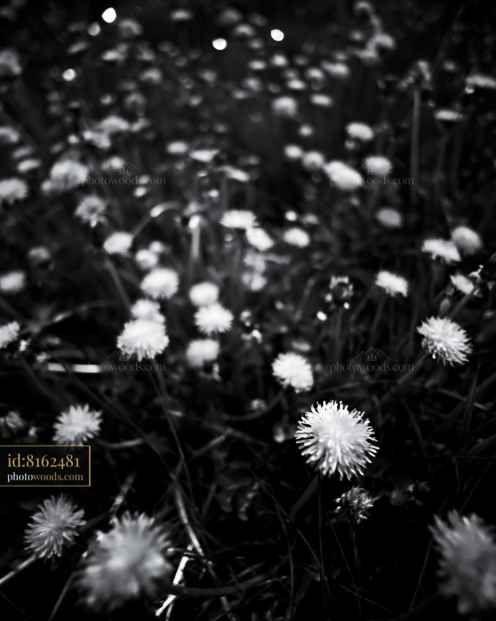 Dandelion Blooming on a Meadow in Springtime