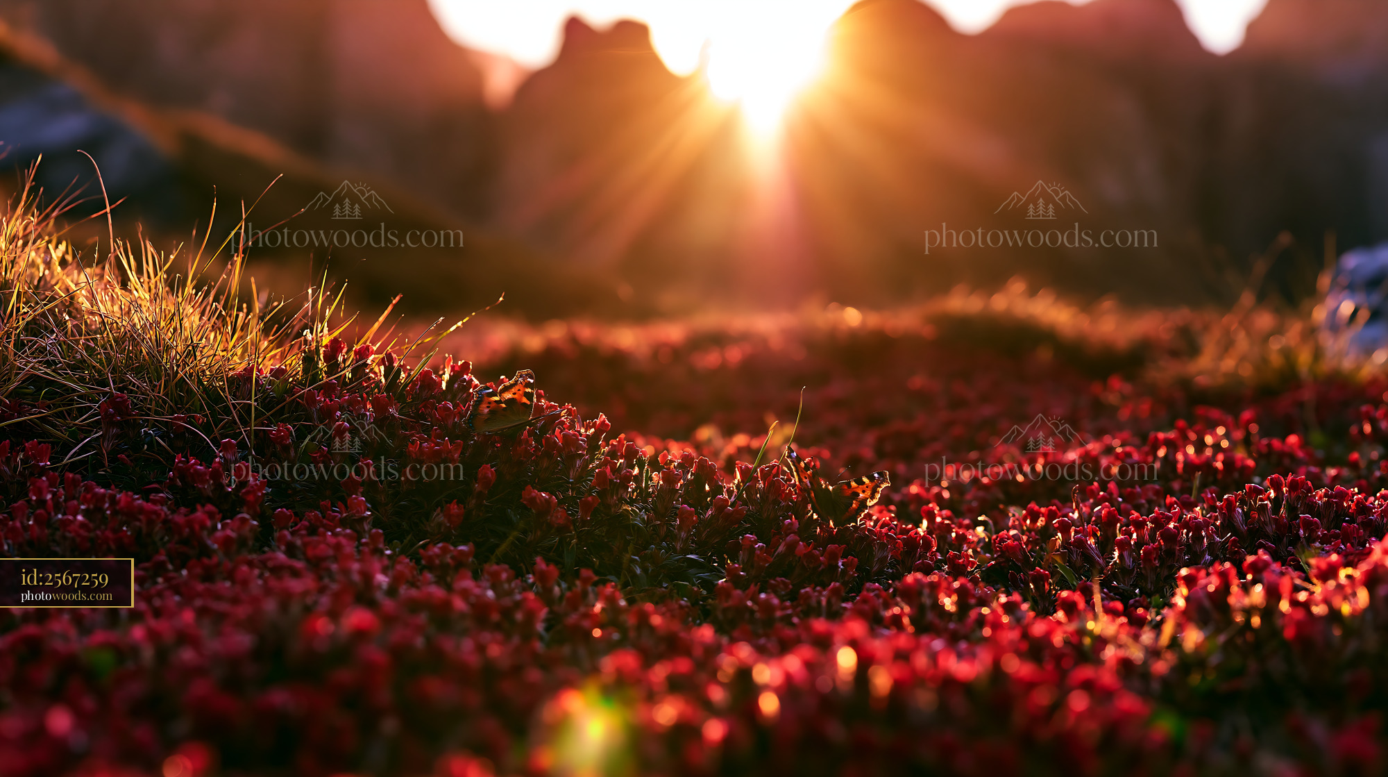 Pimpernel Wildflowers Blooming at Golden Hour in the Mountains