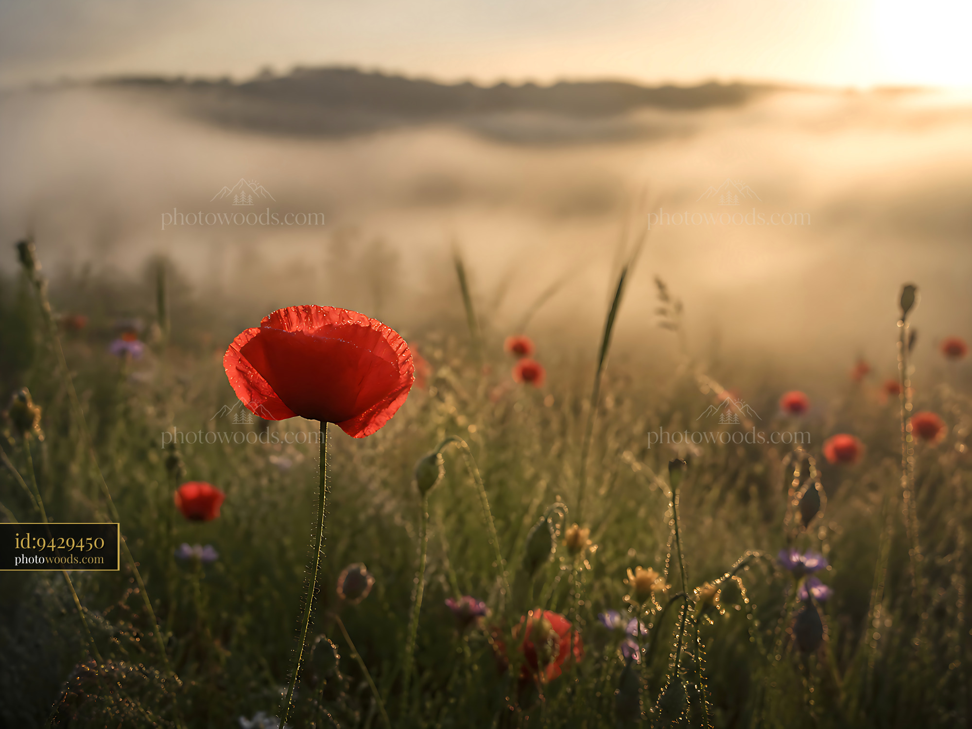 Poppy Flower Stands Tall in a Foggy Field During Sunrise