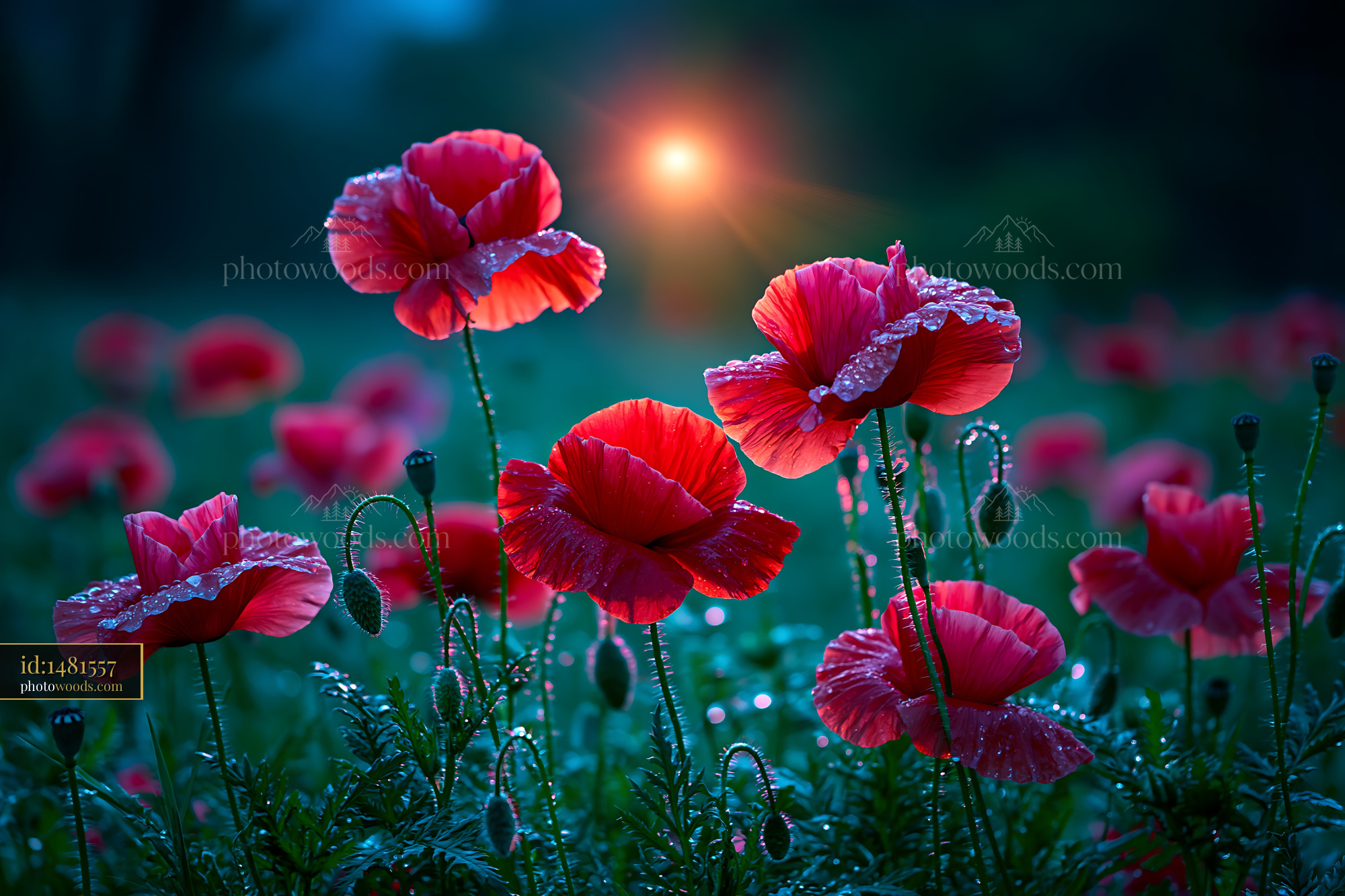 Poppies Bloom in a Field With Dew Droplets Under Evening Light