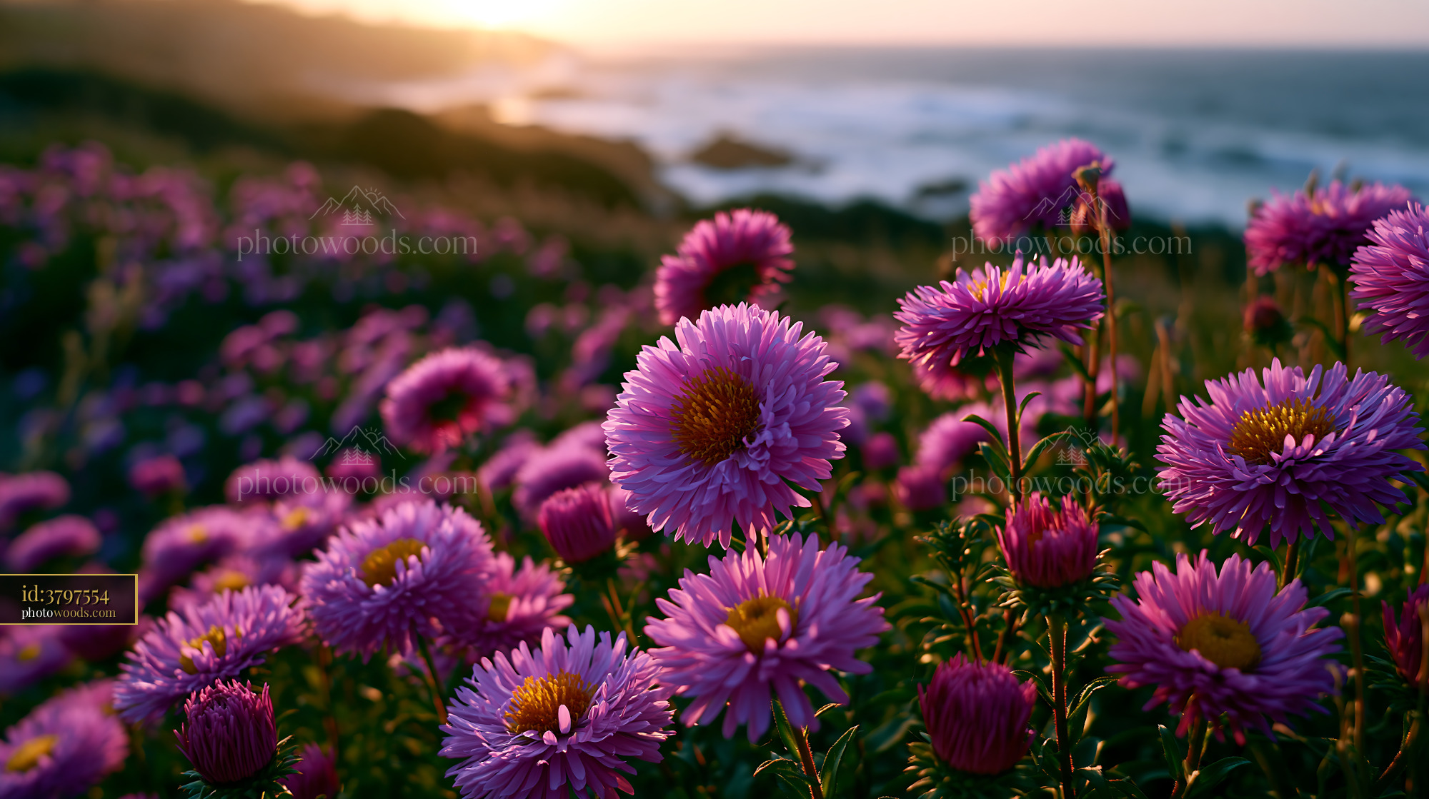 Purple Flowers Bloom Near Ocean Coast at Sunset