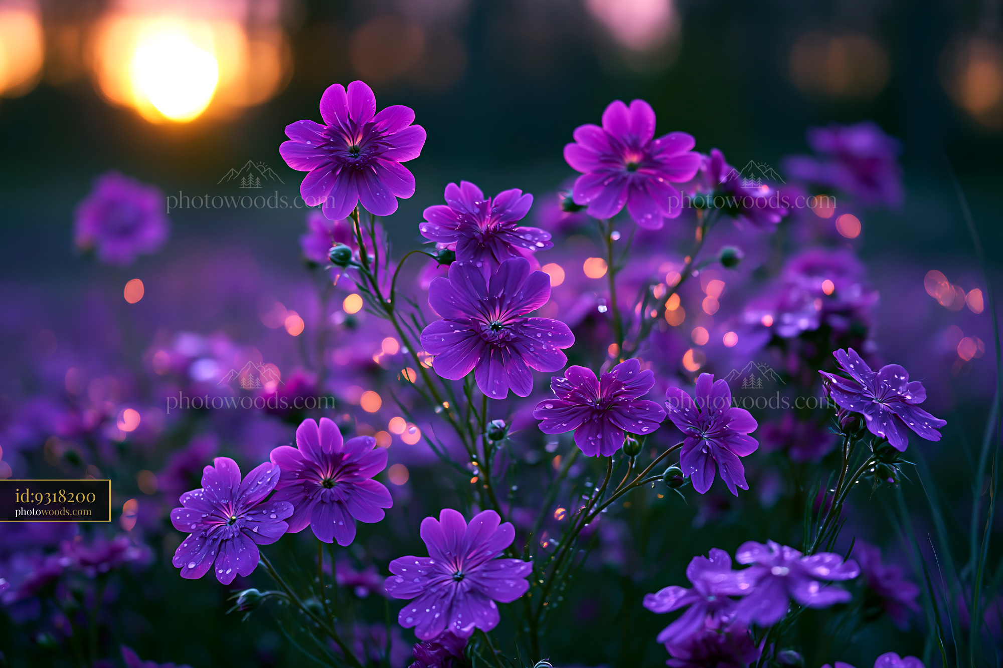 Purple Flowers Bloom at Sunset With Soft Light and Dew Drops