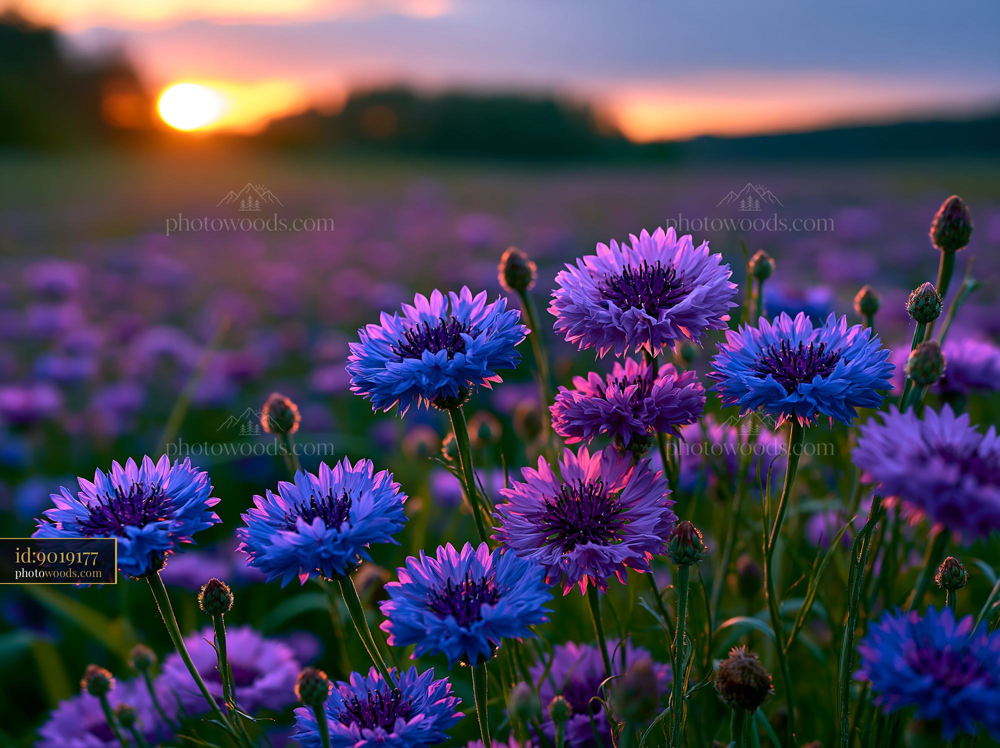 Flowers Bloom in a Field During Sunset Near a Forest