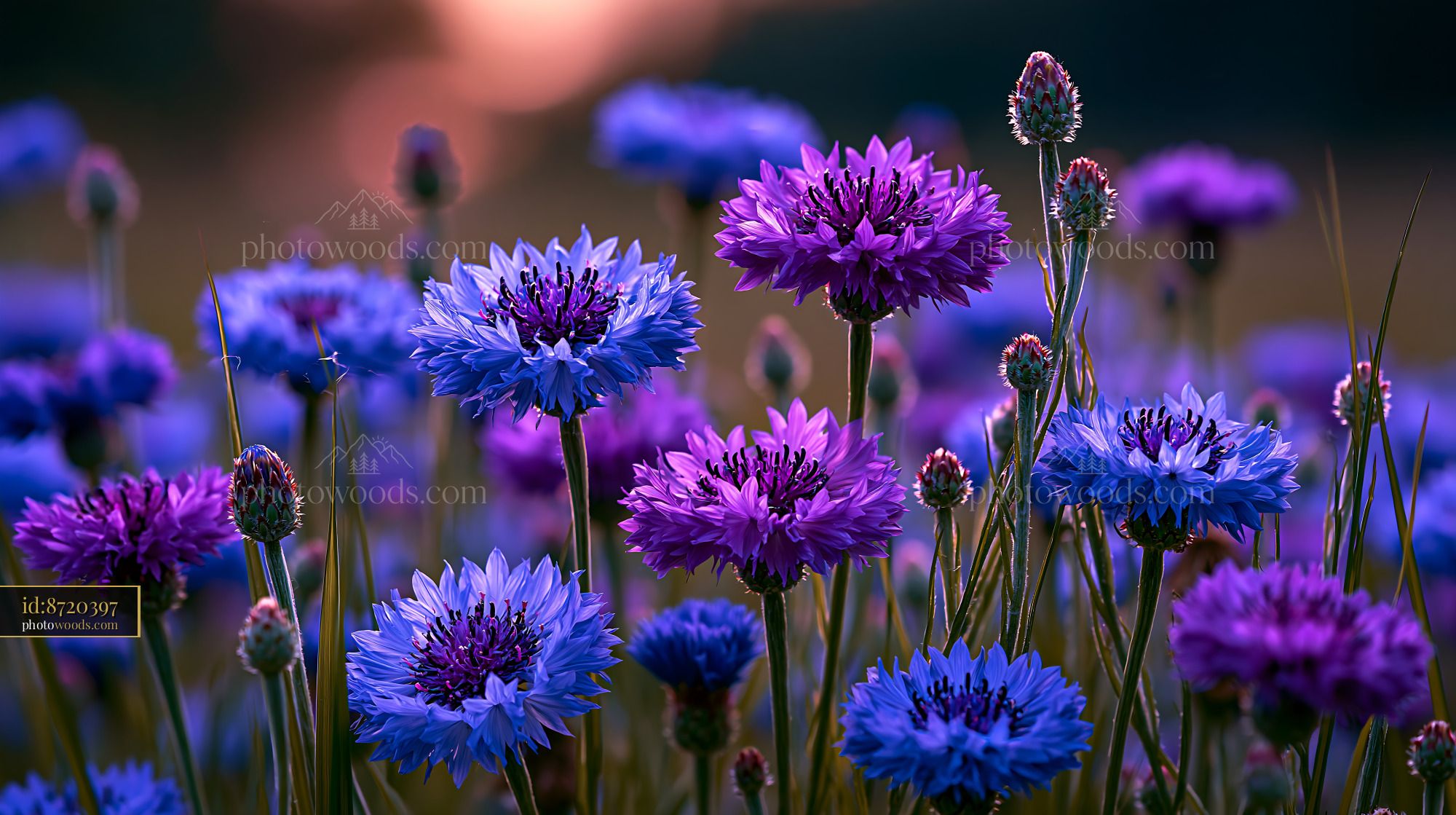 Flowers Bloom in Vibrant Colors During Sunset Light