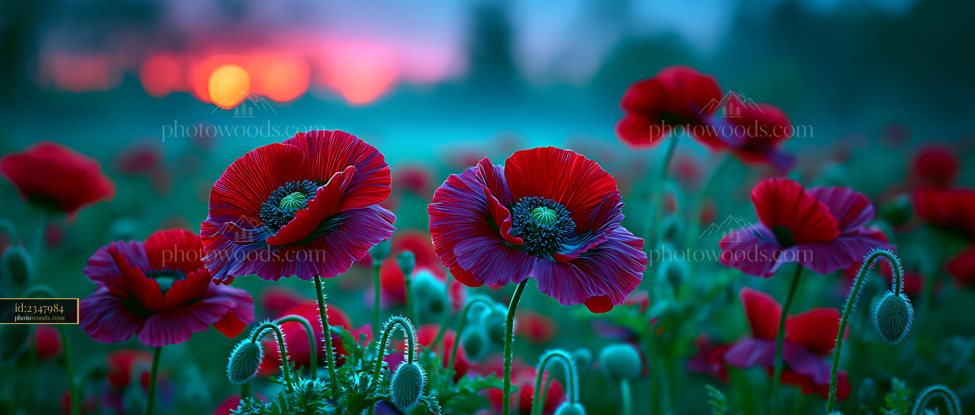 Poppies Bloom in a Field as Sunset Casts Warm Light