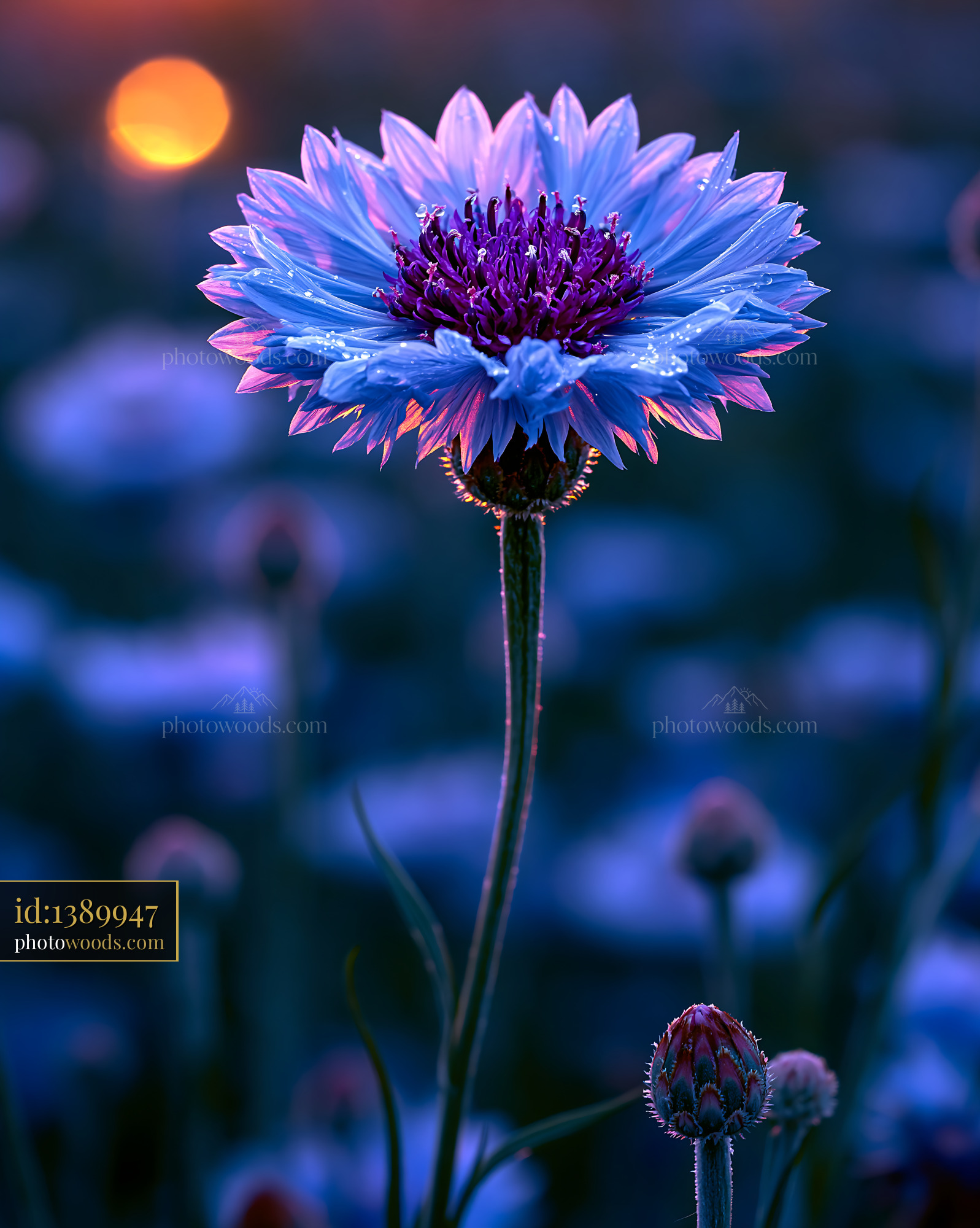 Flower Blooms Under Sunset Light With Droplets on Petals