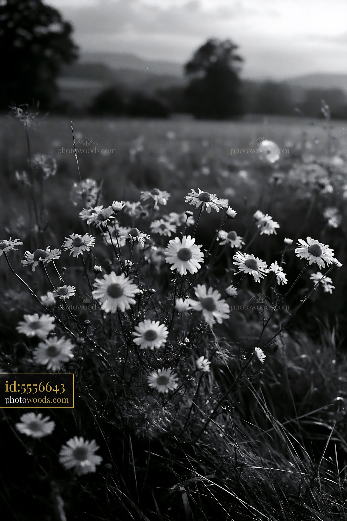 Chamomile Wildflowers in a Meadow During Springtime