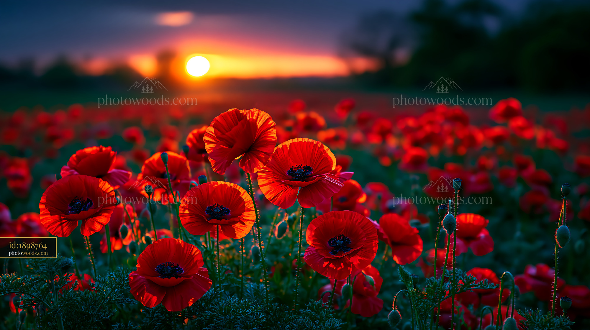 Poppies Bloom at Sunset in a Vibrant Flower Field